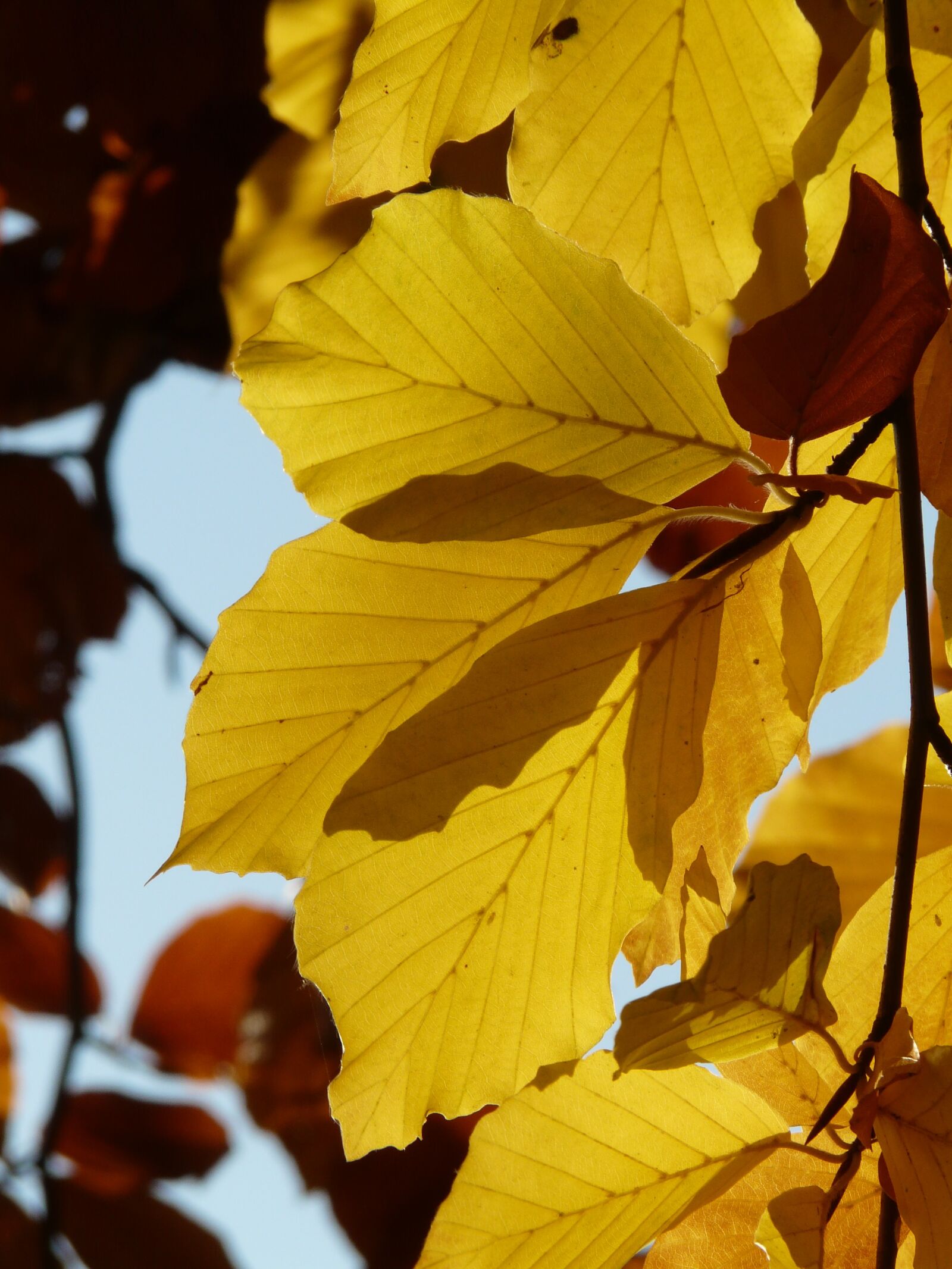 Panasonic DMC-FZ18 sample photo. Beech, fagus sylvatica, fagus photography