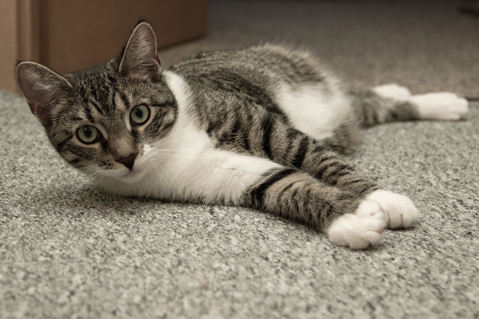 Canon EF-S 18-135mm F3.5-5.6 IS sample photo. Cat, european shorthair, race photography