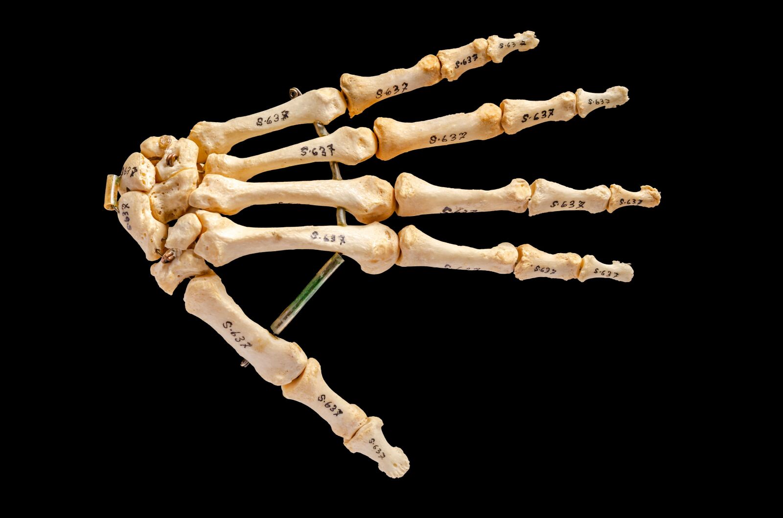 Nikon D7000 sample photo. Body, anatomy, bone photography