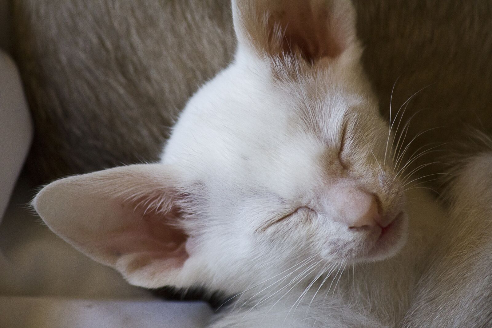 Canon EF-S 55-250mm F4-5.6 IS sample photo. Kitten, white, pet photography
