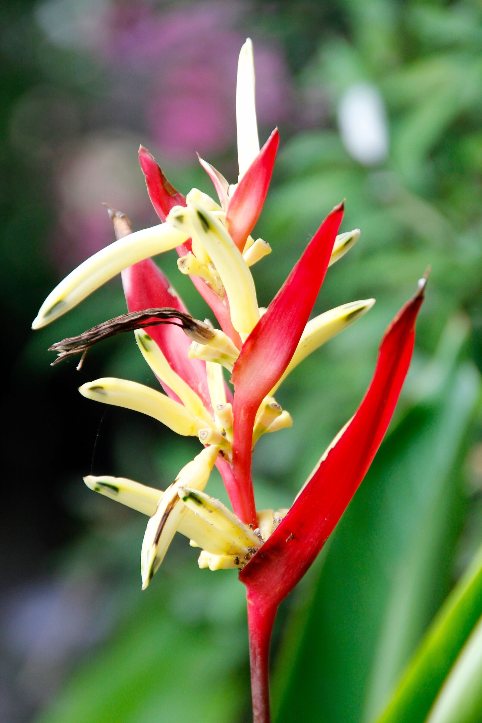 Canon EOS 60D sample photo. Orchids, blossom, bloom photography