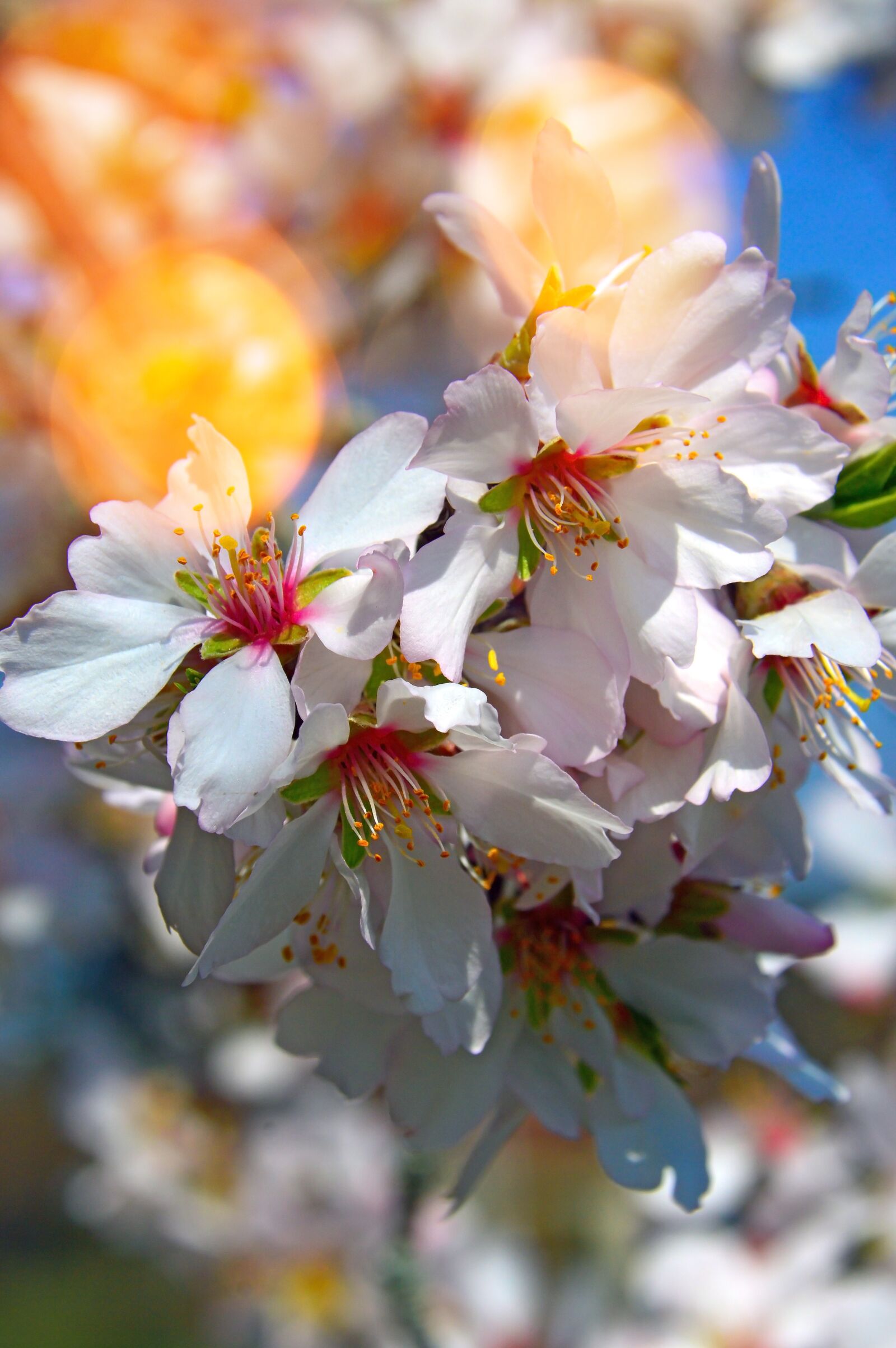 Nikon D3200 sample photo. Flower, cherry, plant photography
