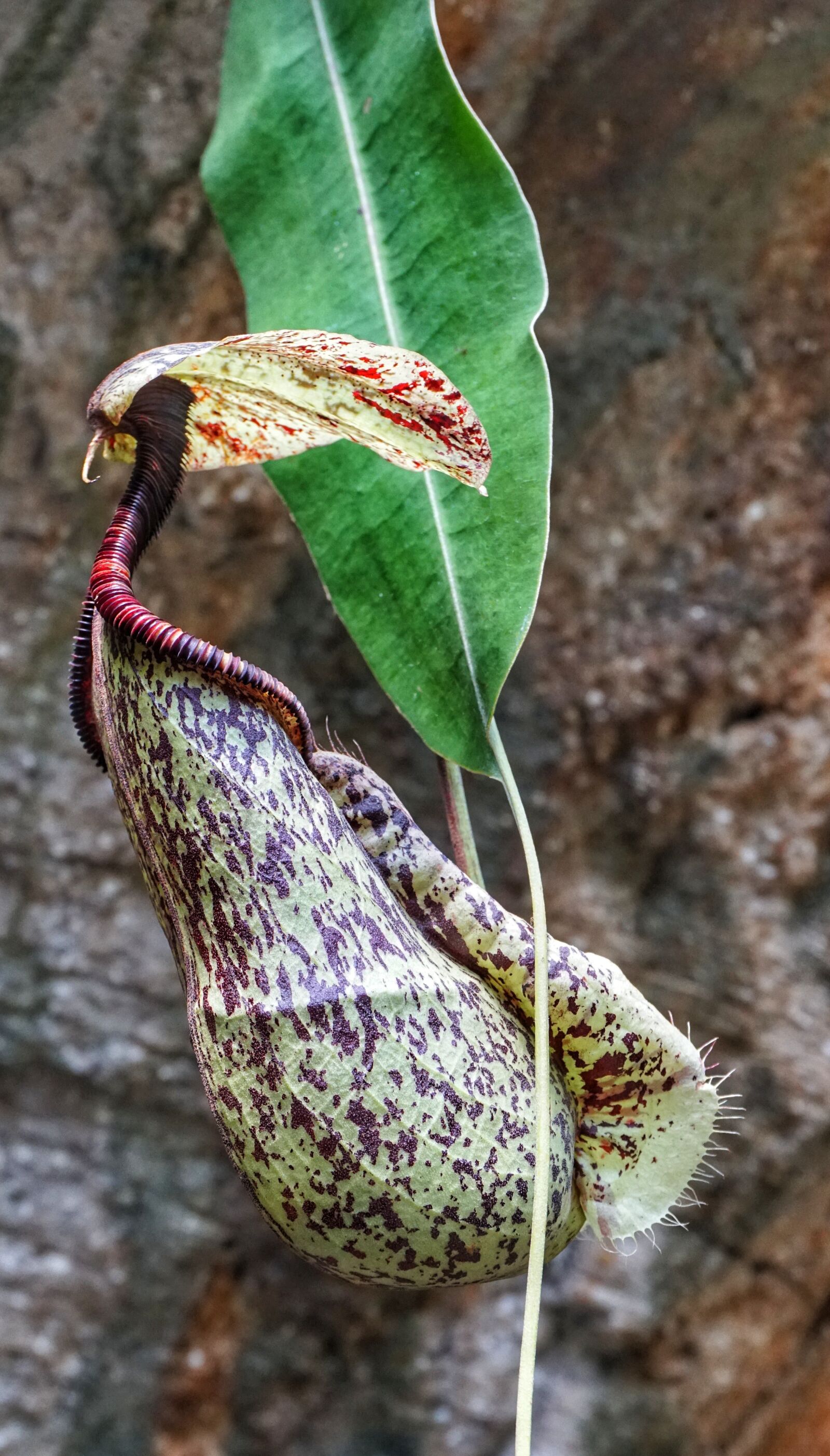 Sony a6300 sample photo. Tropical pitcher plant, monkey photography