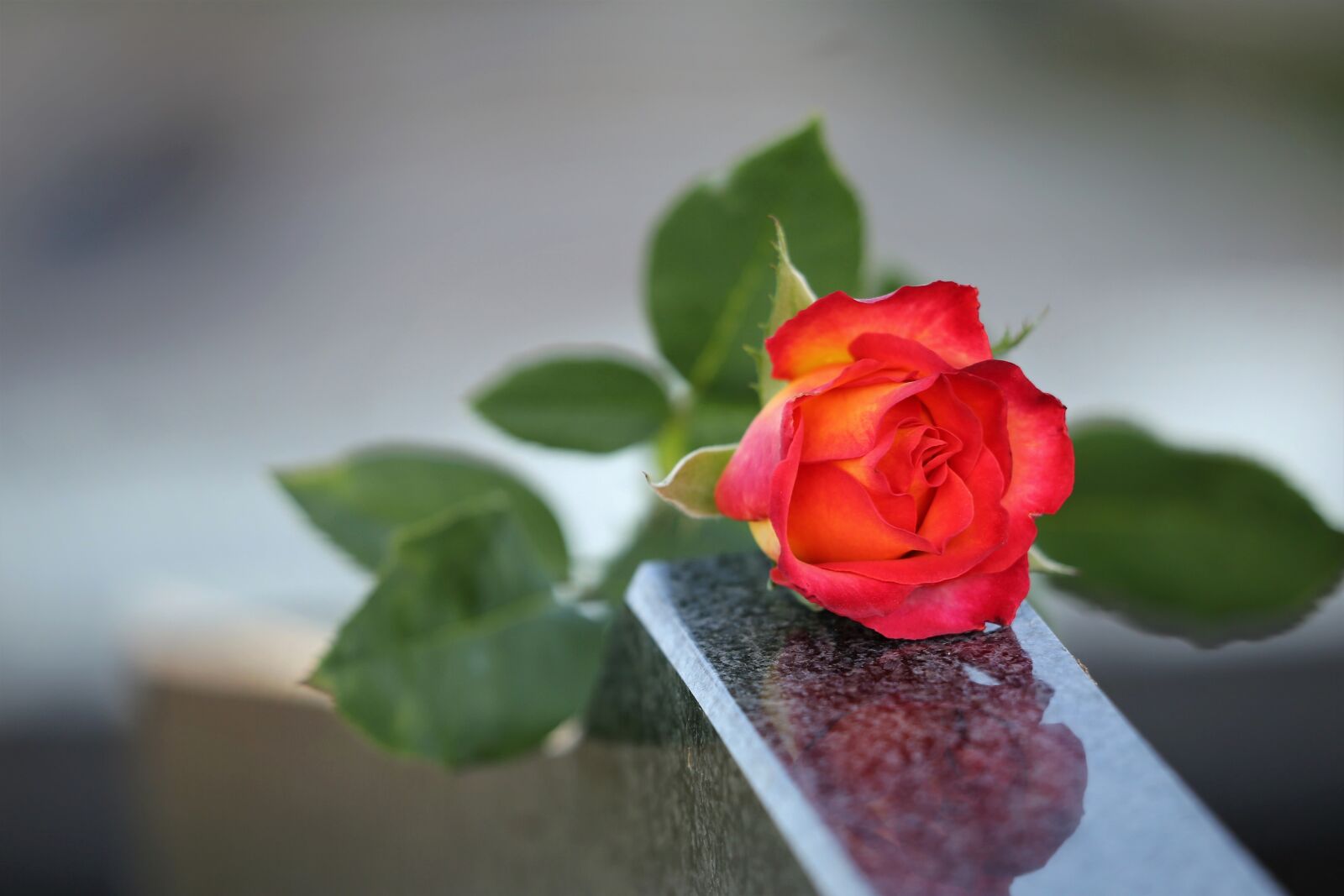 Canon EOS 6D sample photo. Red yellow rose, love photography