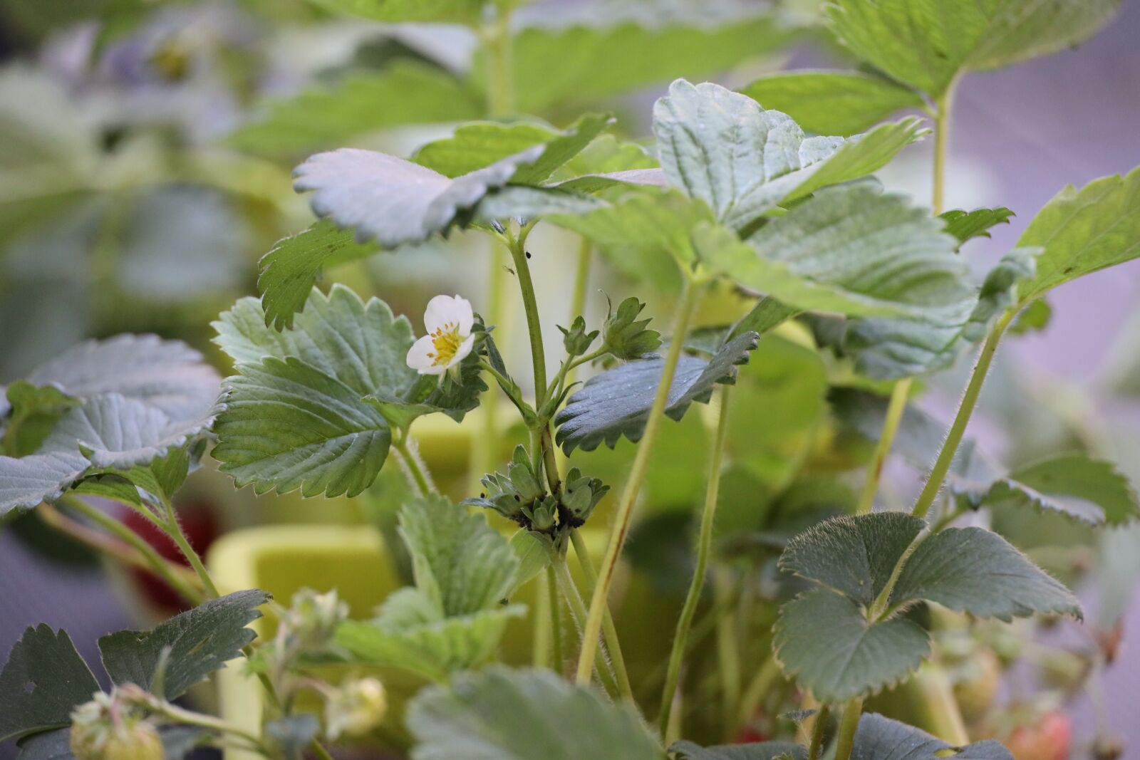 Canon EOS R sample photo. Strawberry, fruit, green plant photography