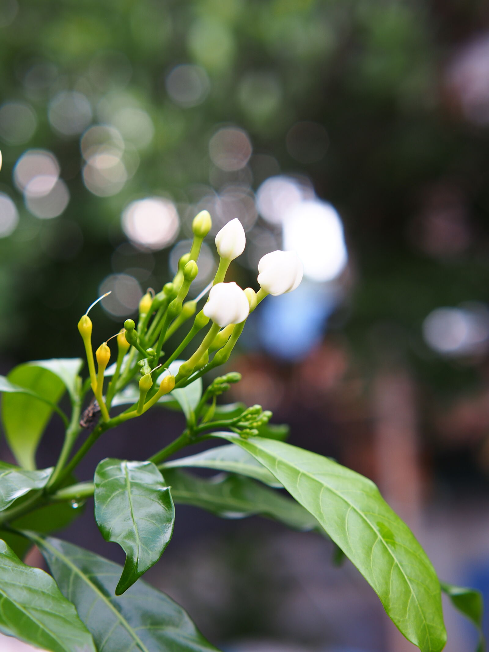 XIAOYI 42.5mm F1.8 sample photo
