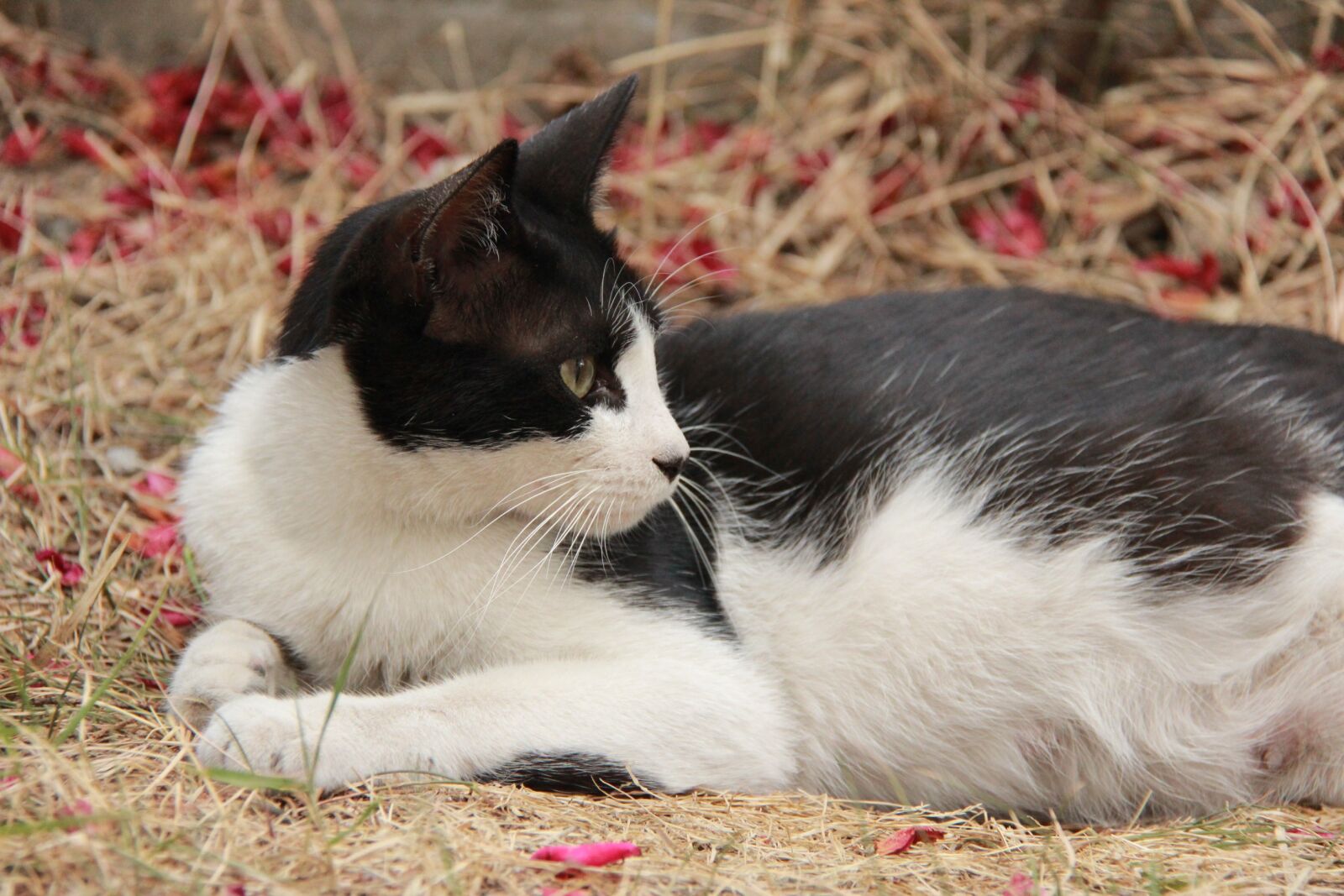 Canon EF-S 18-200mm F3.5-5.6 IS sample photo. Cat, autumn, animal photography