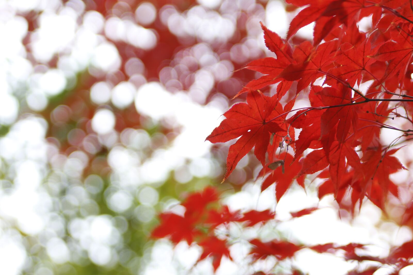 Canon EOS 700D (EOS Rebel T5i / EOS Kiss X7i) sample photo. Light drops, autumn leaves photography