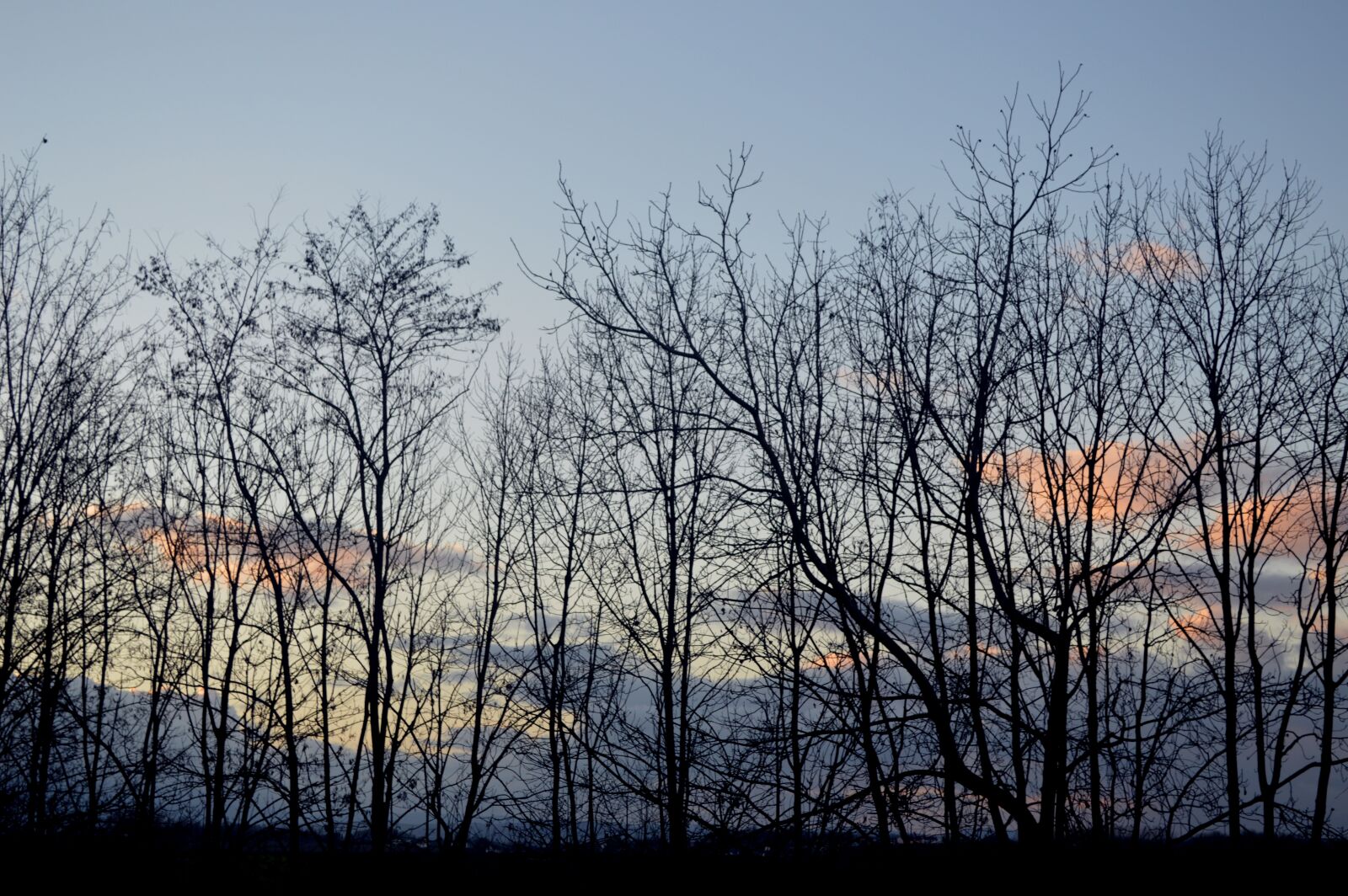 Nikon D3200 sample photo. Forest, winter, nature photography