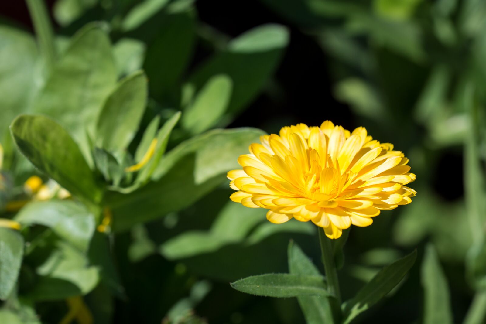 Nikon D7100 sample photo. Flower, yellow, yellow flower photography
