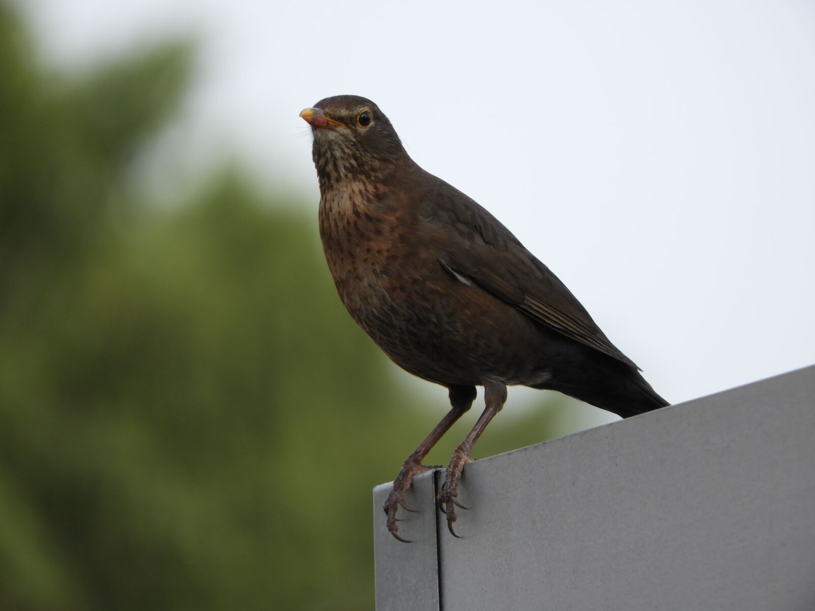 Nikon Coolpix B700 sample photo. Blackbird, female, bird photography