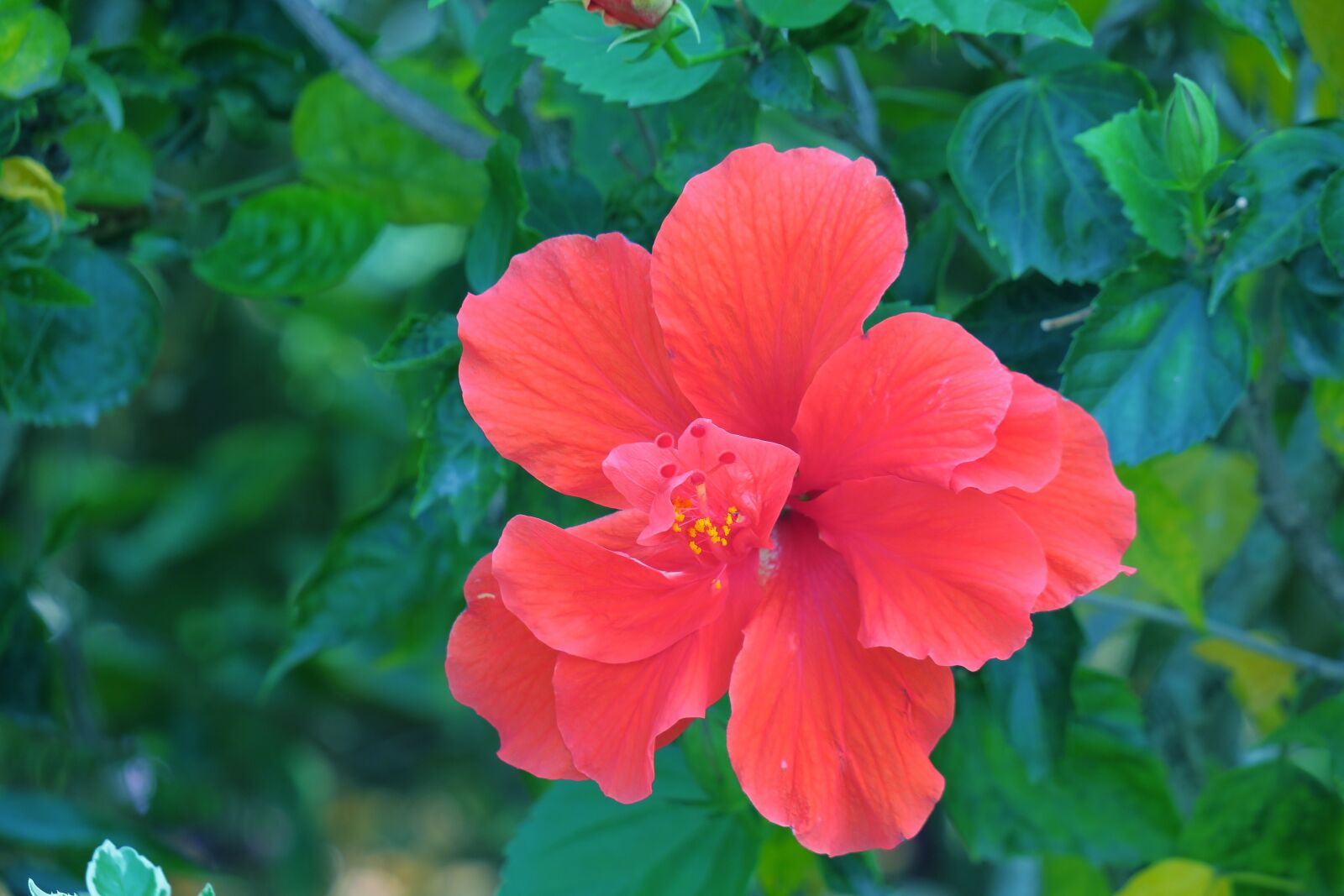 Canon PowerShot G3 X sample photo. Nature, plant, flower photography