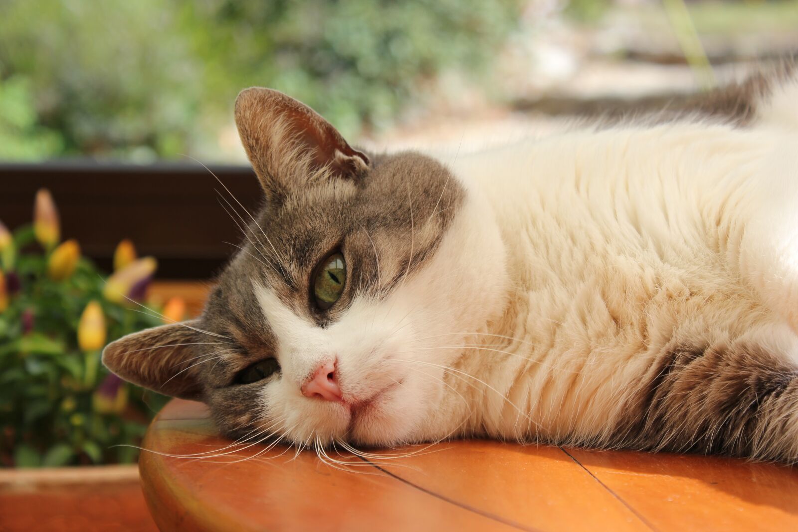 Canon EOS 550D (EOS Rebel T2i / EOS Kiss X4) sample photo. Cat, gray and white photography