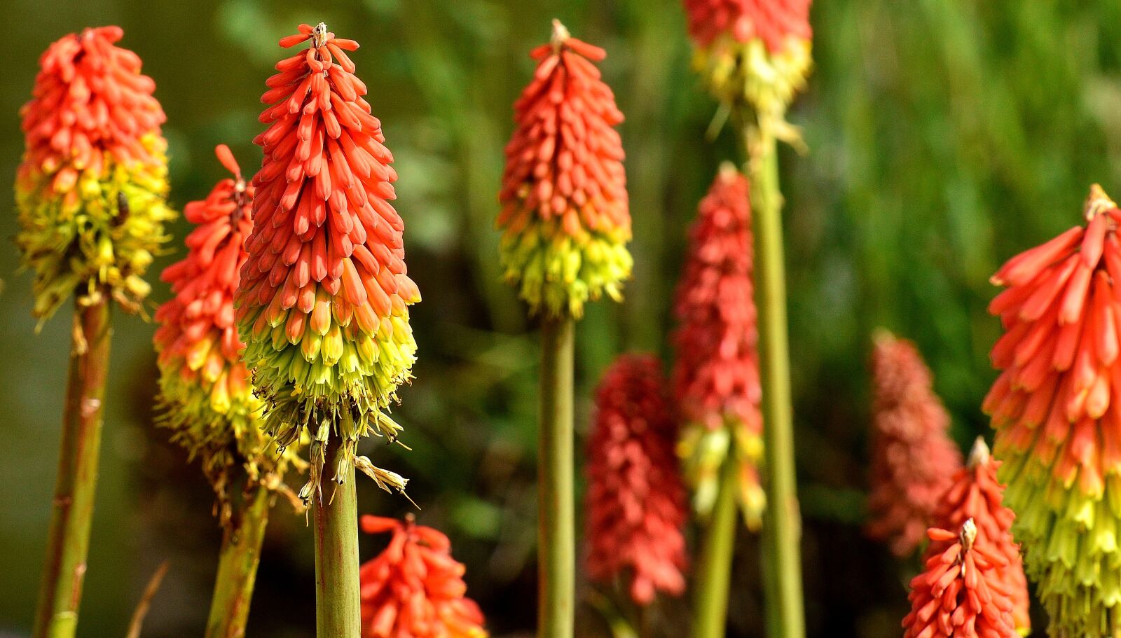Nikon D3200 sample photo. Panicles-montbretie, flower, blossom photography