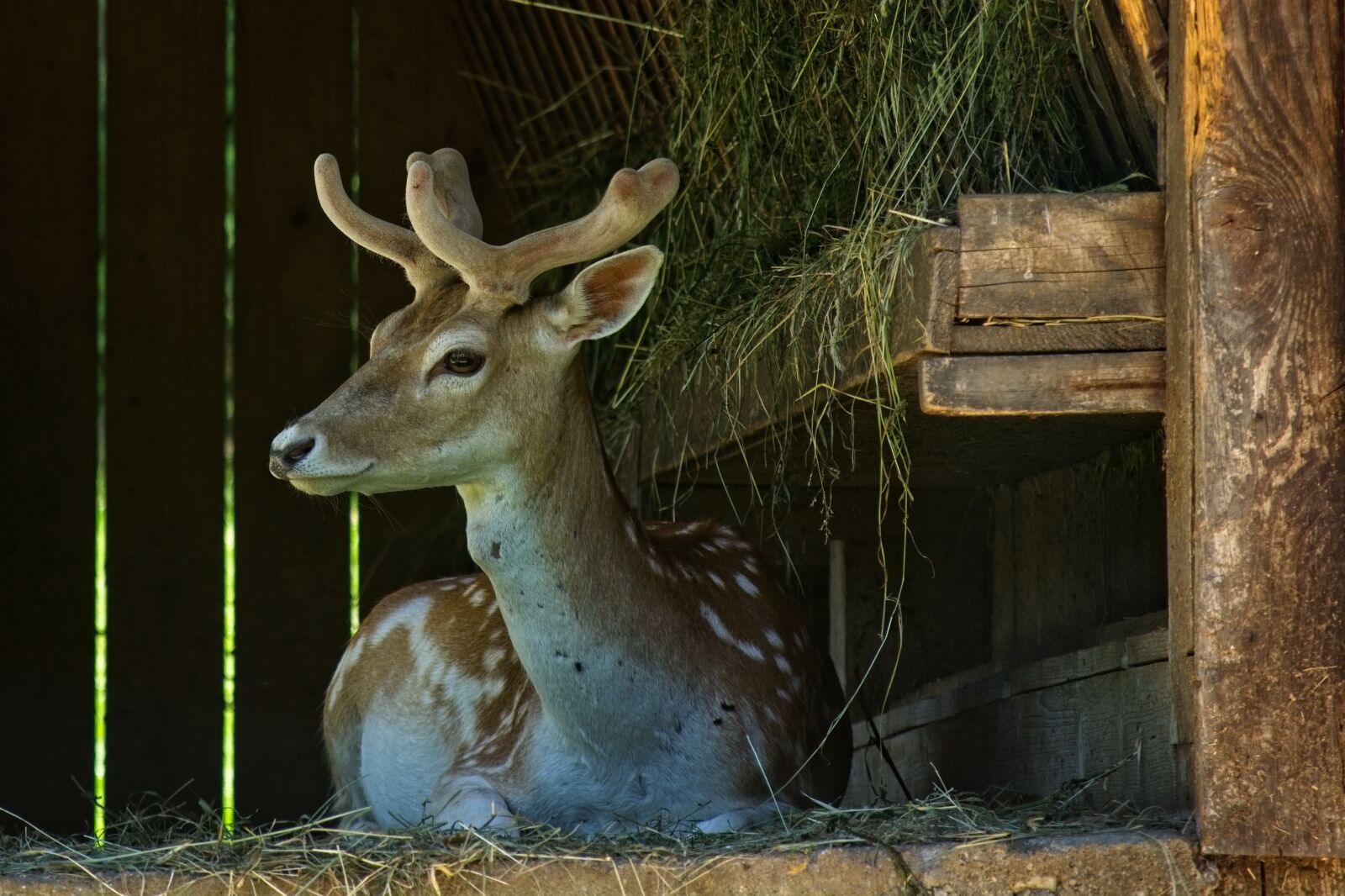Nikon D7100 sample photo. Fallow deer, damm wild photography