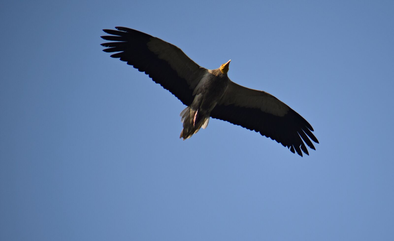 Nikon D3300 sample photo. Bird, vulture, nature photography