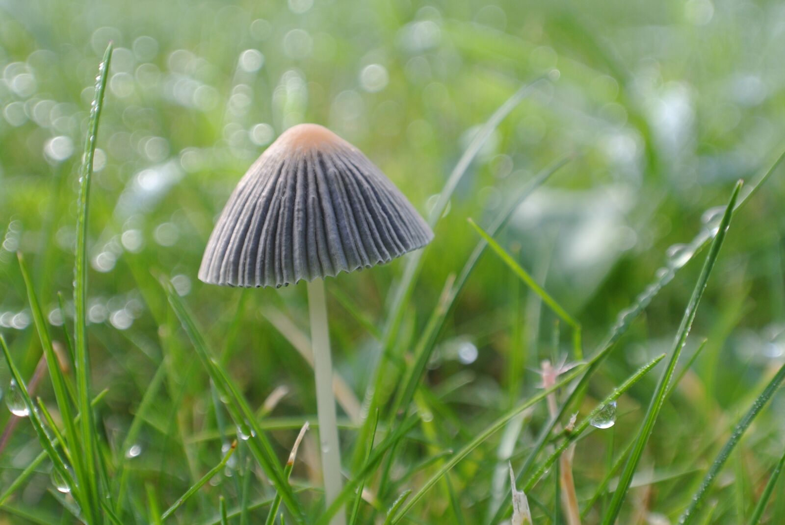 Nikon 1 Nikkor VR 10-30mm F3.5-5.6 sample photo. Mushroom, autumn, beige photography