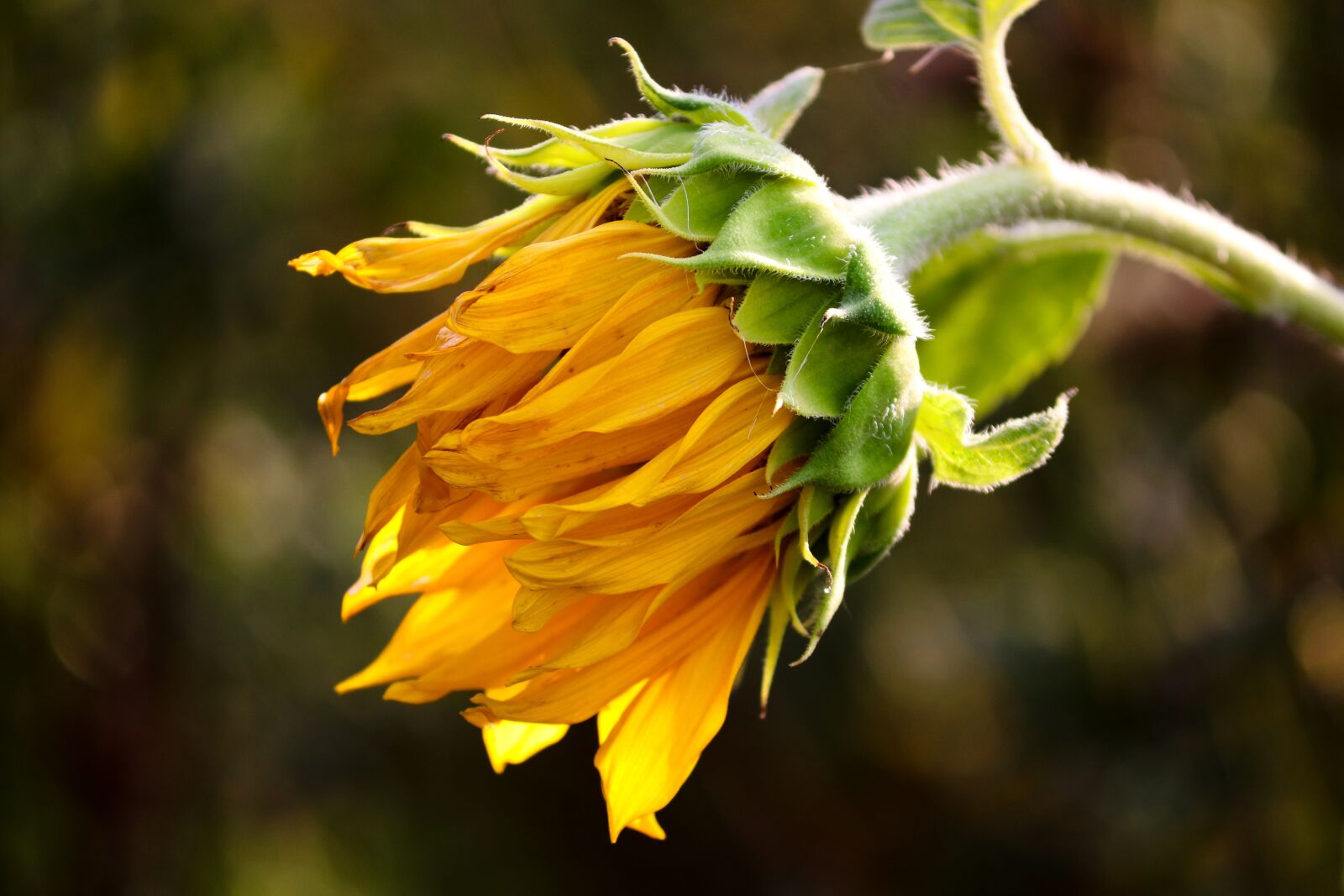 Canon EOS 200D (EOS Rebel SL2 / EOS Kiss X9) sample photo. Sunflower, flower, yellow photography
