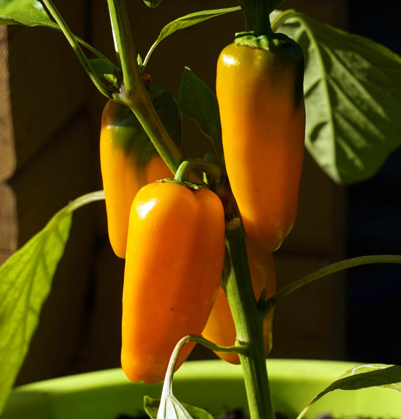 Sony Alpha a5000 (ILCE 5000) + Sony E 55-210mm F4.5-6.3 OSS sample photo. Paprika, vegetables, healthy photography