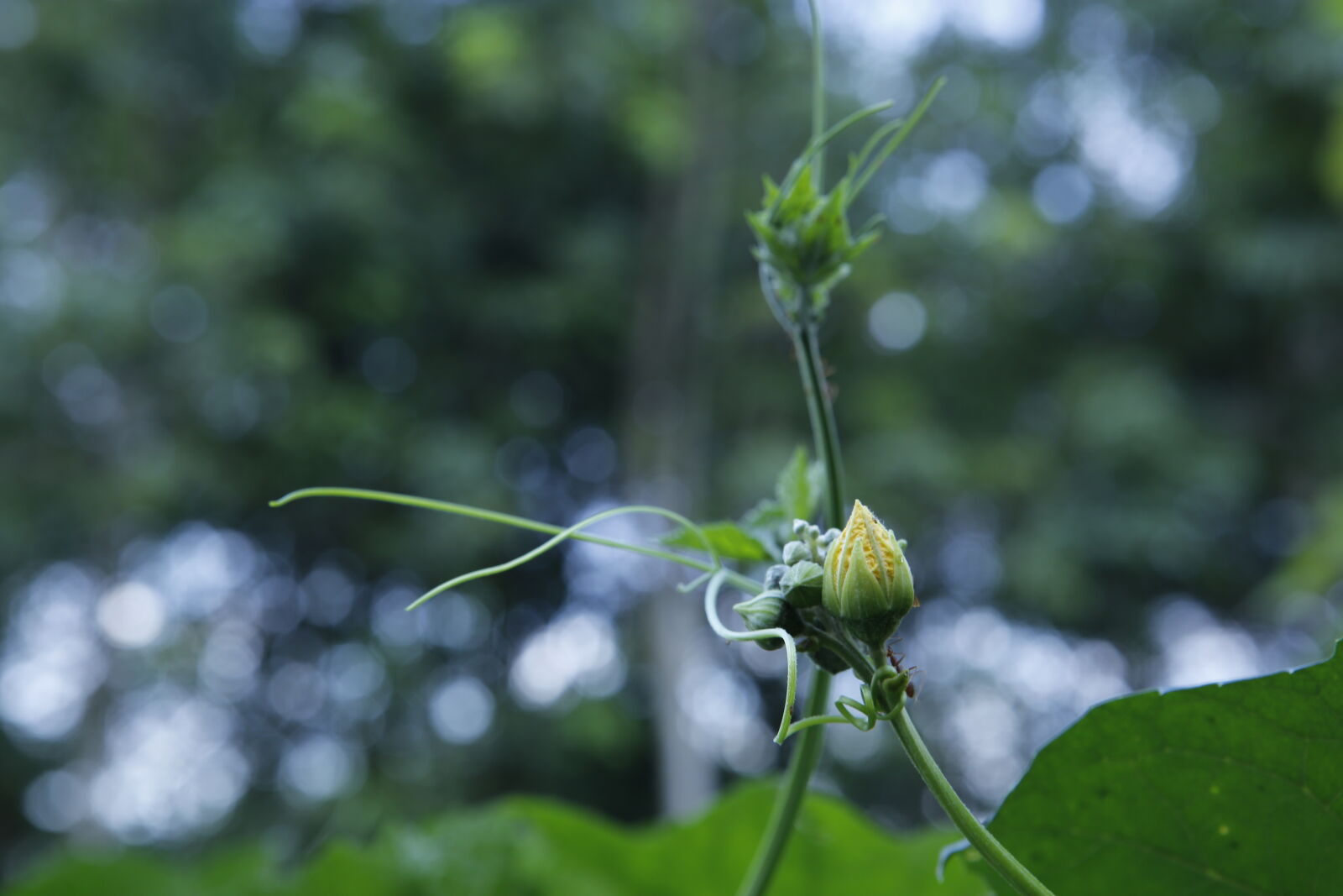 Canon EF 24-70mm F2.8L USM sample photo. Natural, vietnam photography