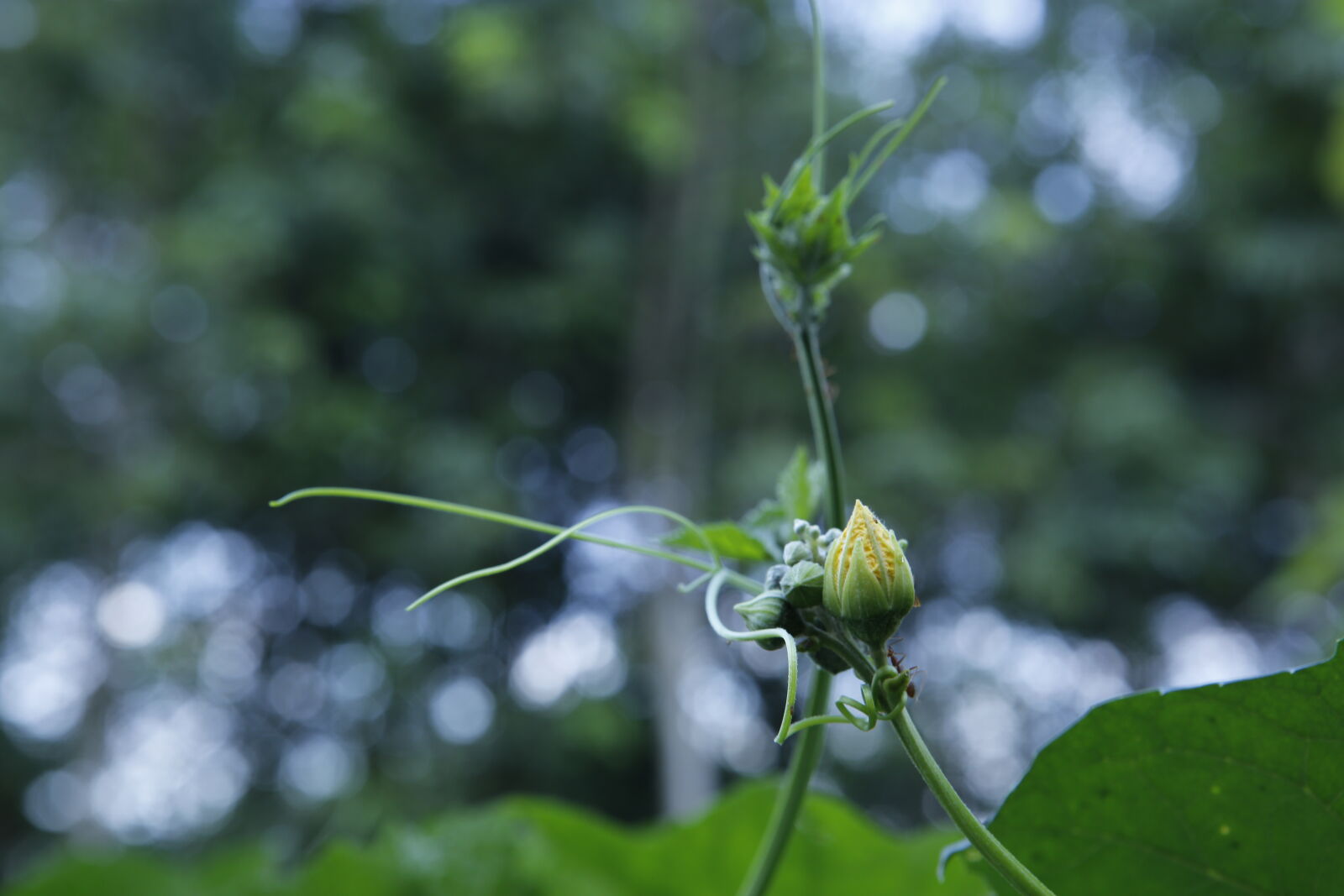 Canon EOS 6D + Canon EF 24-70mm F2.8L USM sample photo. Natural, vietnam photography