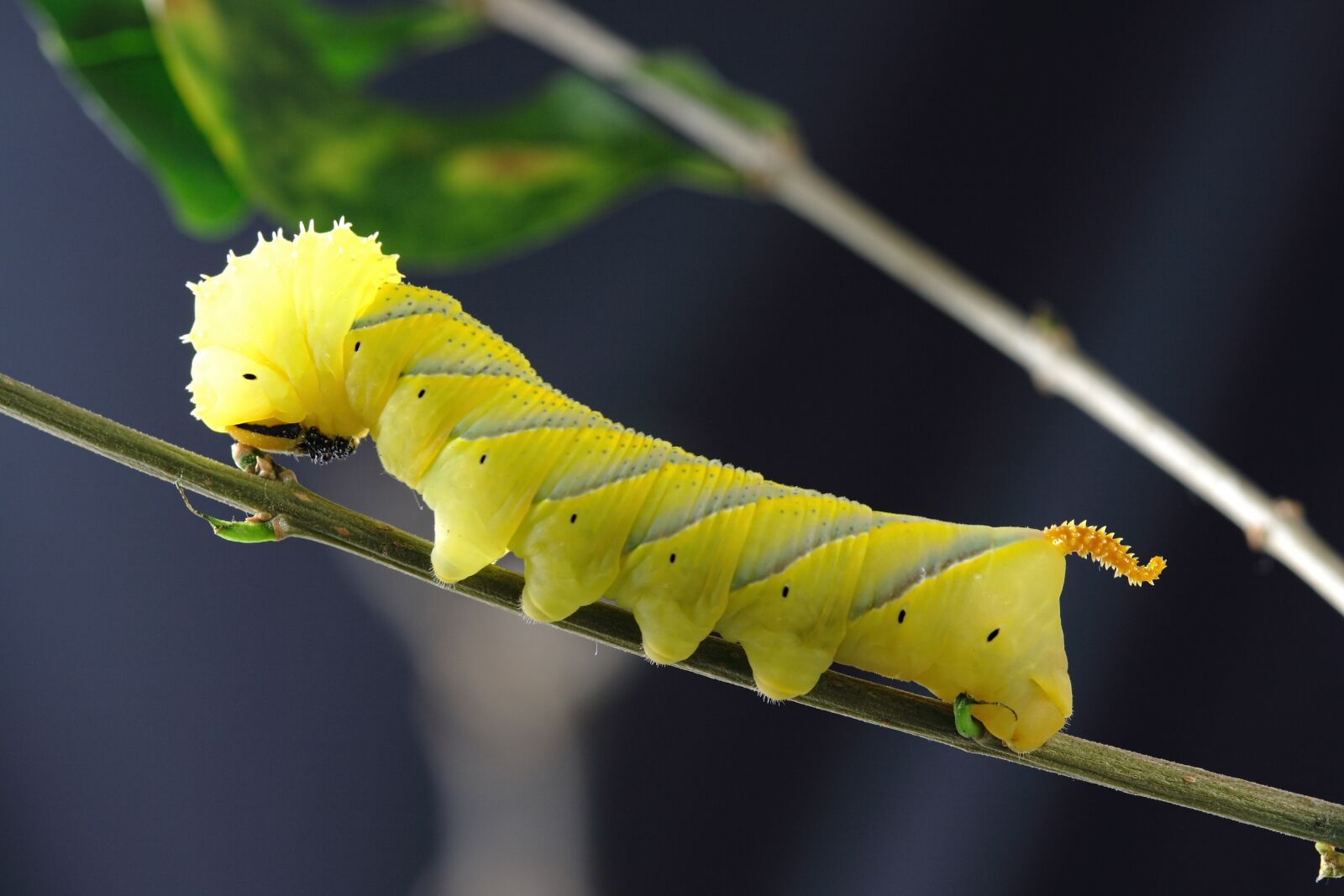Canon EOS 400D (EOS Digital Rebel XTi / EOS Kiss Digital X) sample photo. Caterpillar, larva, insect photography