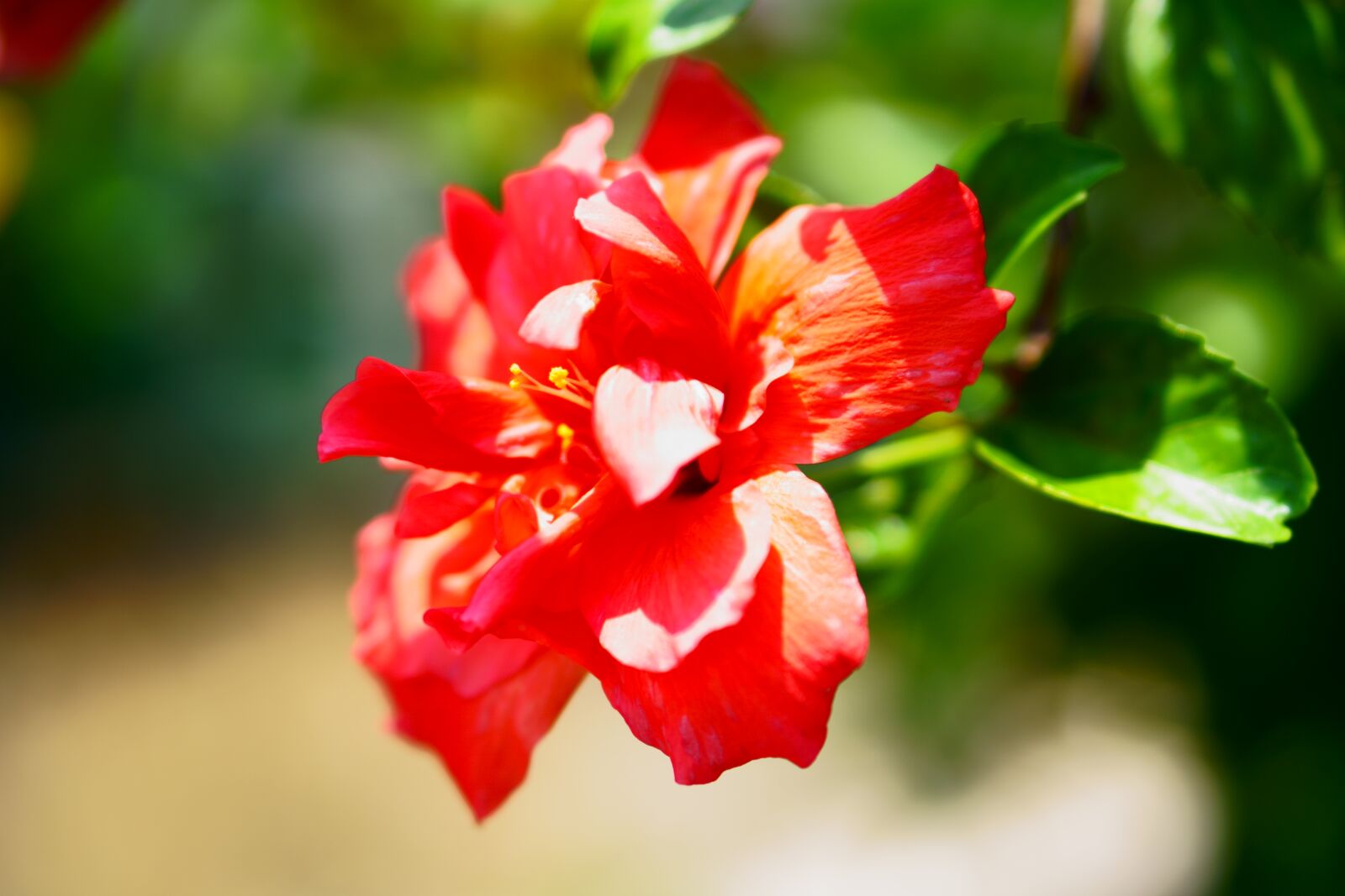 Sony a6000 sample photo. Hibiscus, flower, tropical photography