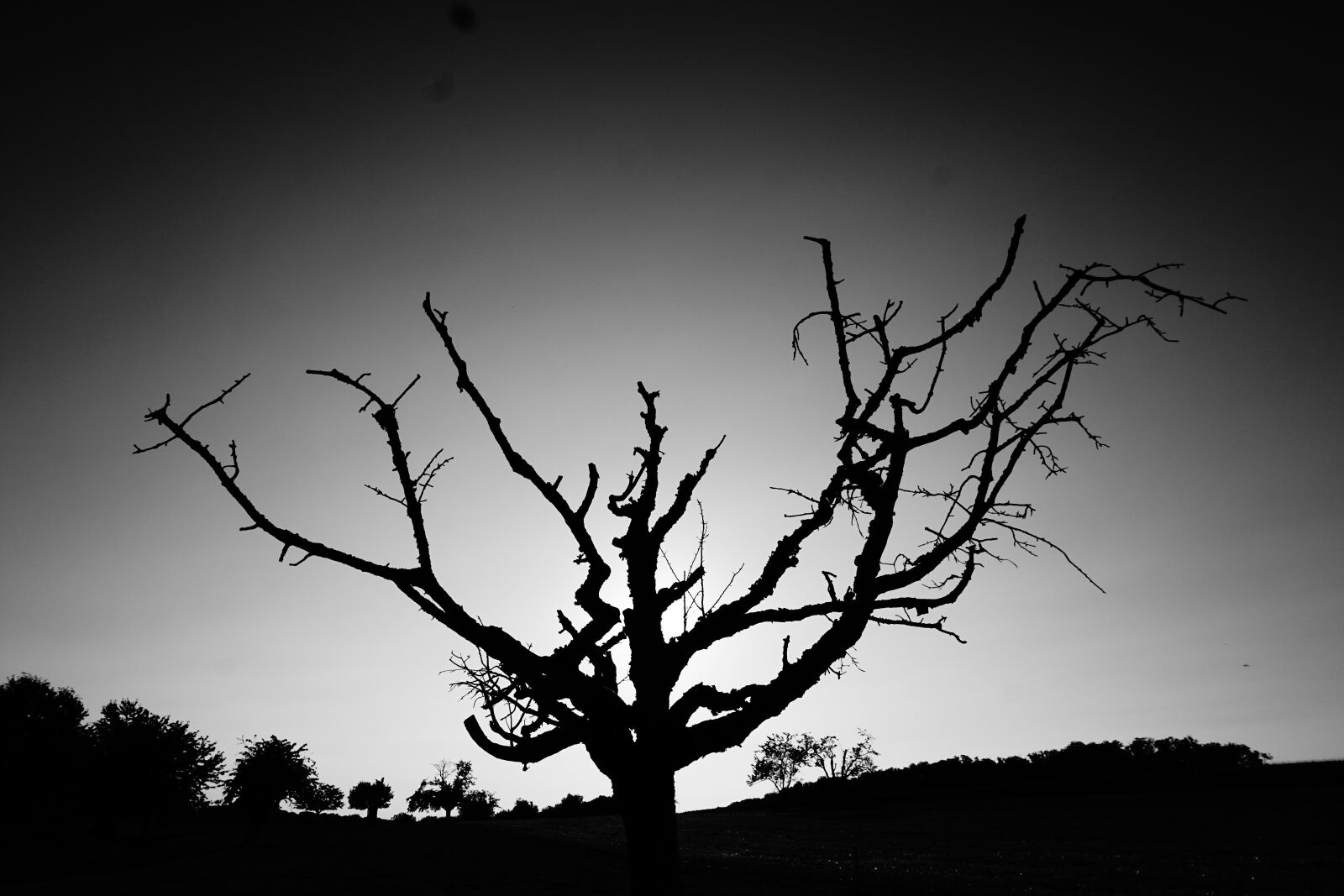 Sony a6000 sample photo. Black, and, white, dead photography