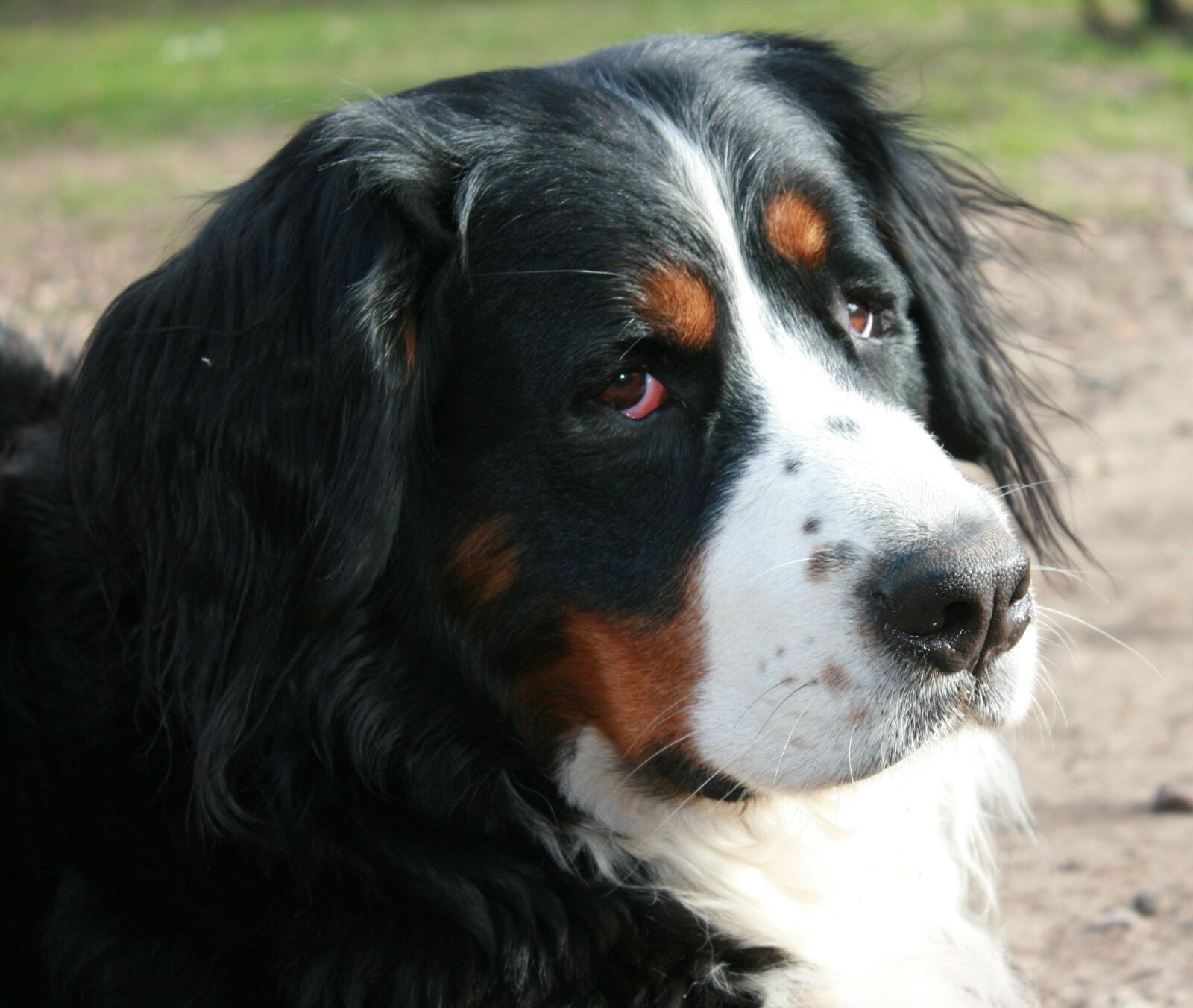 Canon EOS 400D (EOS Digital Rebel XTi / EOS Kiss Digital X) sample photo. Berner sennen, dog, portrait photography