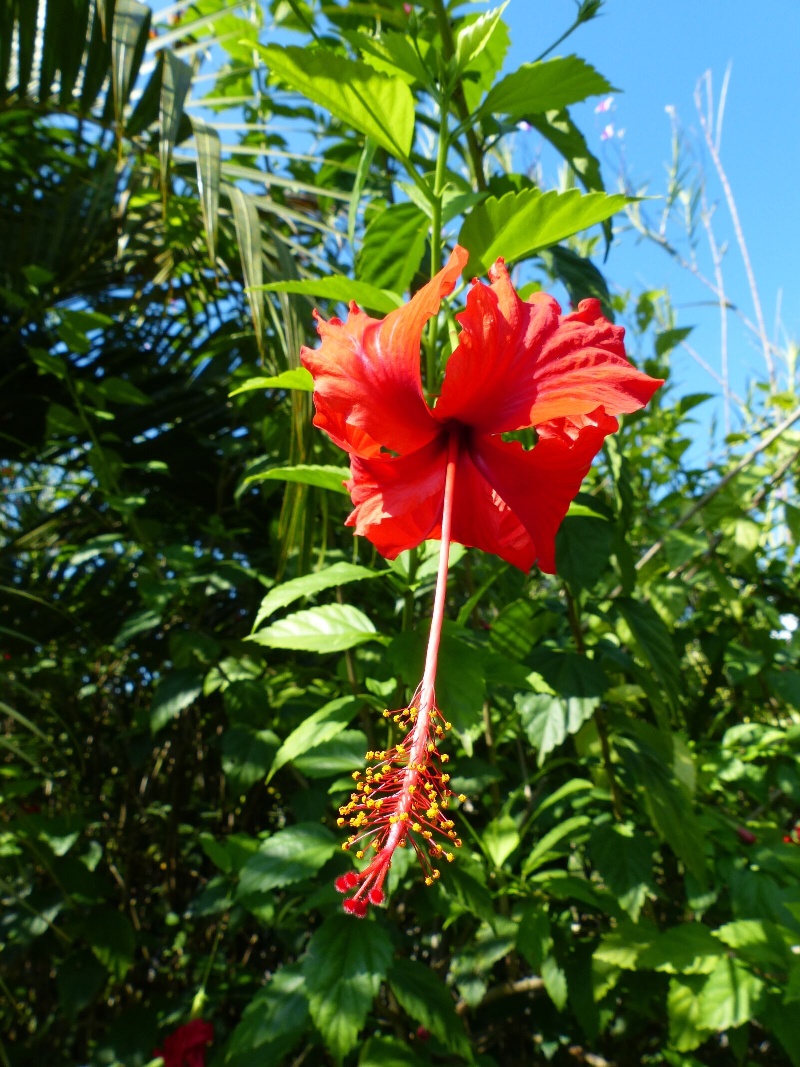 Panasonic Lumix DMC-FZ200 sample photo. Hibiscus, exotic, tropics photography