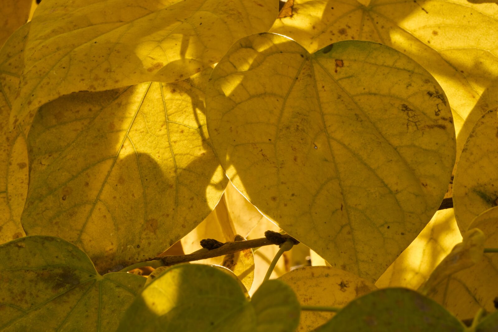 Sony E 55-210mm F4.5-6.3 OSS sample photo. Leaf, heart, heart shape photography