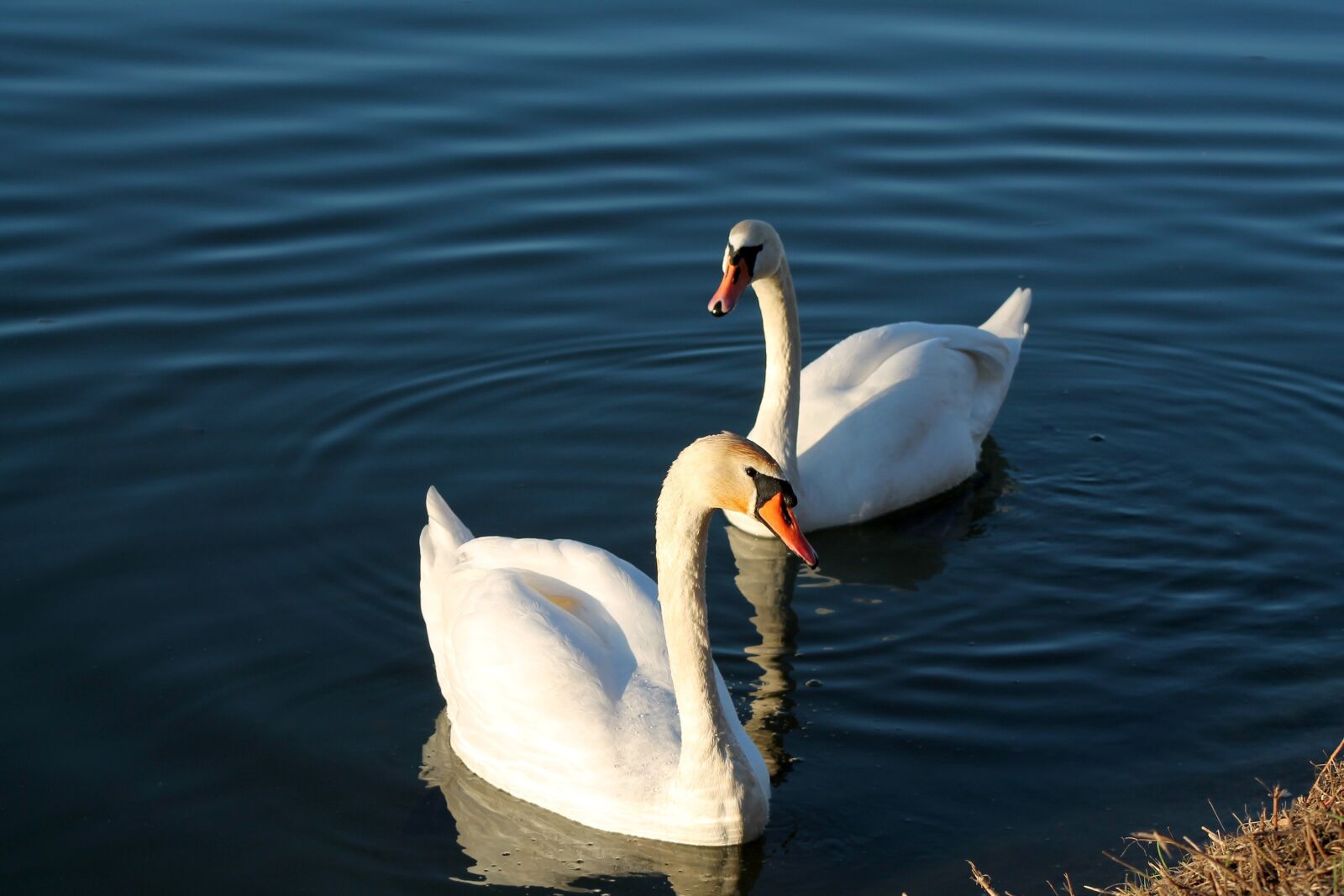 Canon EOS 1100D (EOS Rebel T3 / EOS Kiss X50) sample photo. Swans, birds, animals photography