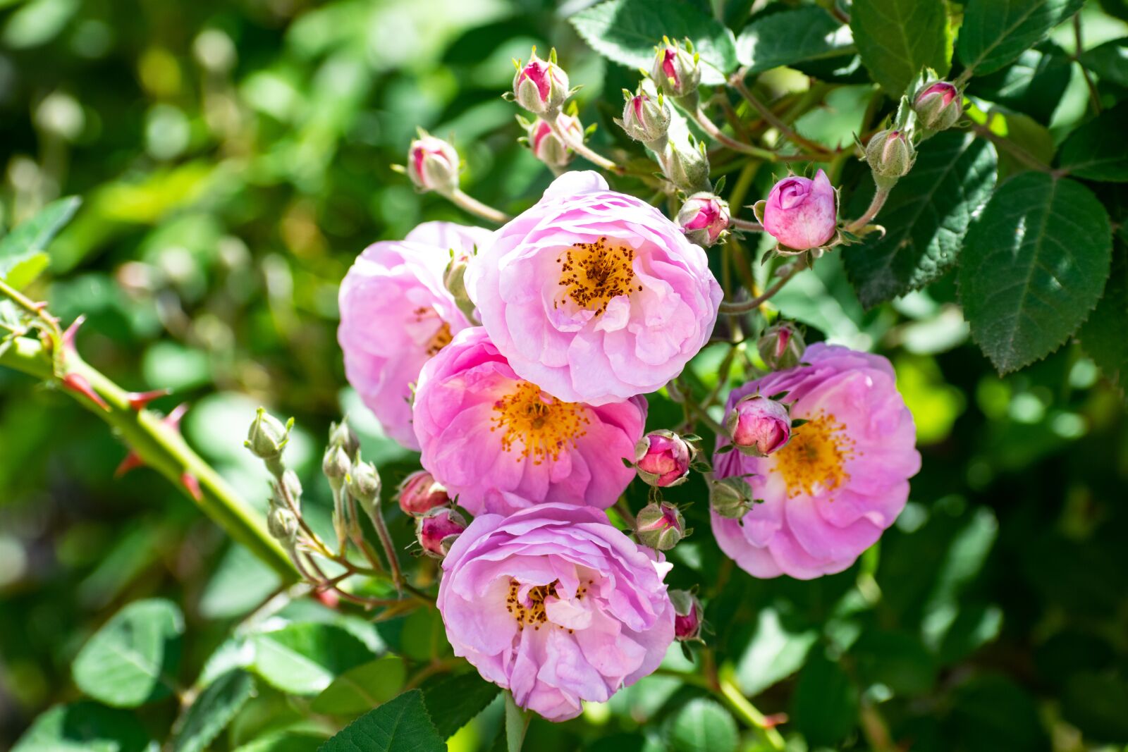 Nikon D3300 sample photo. Roses, bunch, floral photography