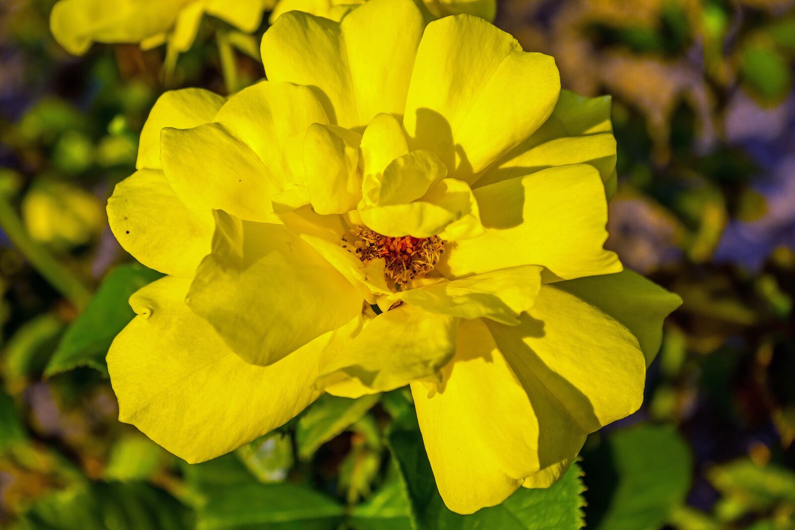 Pentax K-S2 sample photo. Rose, evening light, summer photography