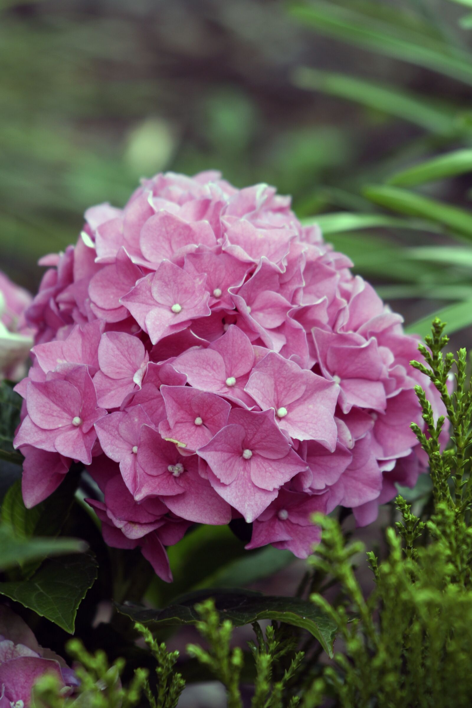 Canon EOS 350D (EOS Digital Rebel XT / EOS Kiss Digital N) sample photo. Hydrangeas, flower, hydrangea flower photography