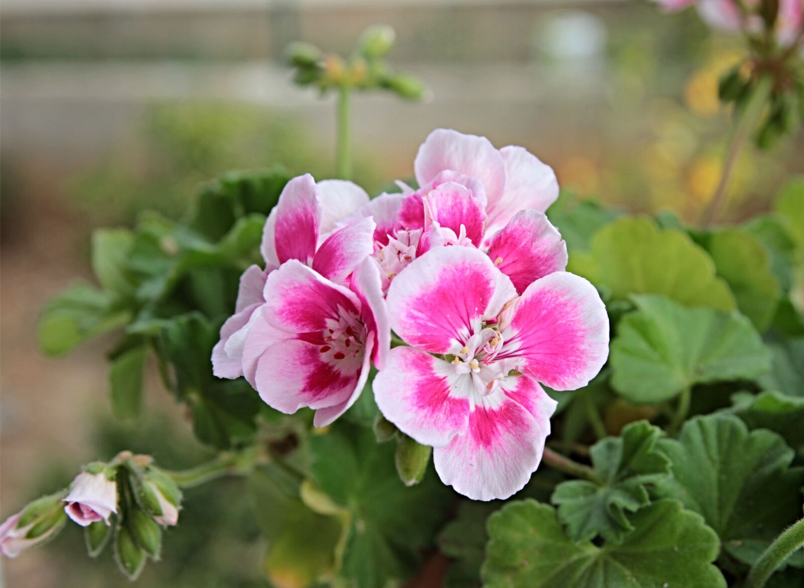 Canon EF 24-70mm F2.8L II USM sample photo. Geranium, flower, plant photography