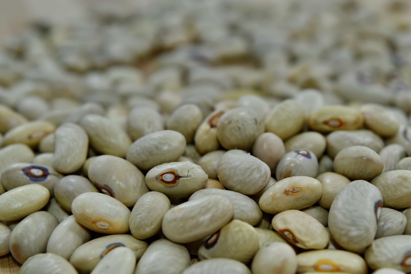 Nikon D5500 sample photo. Beans, close-up, seed, vegetables photography