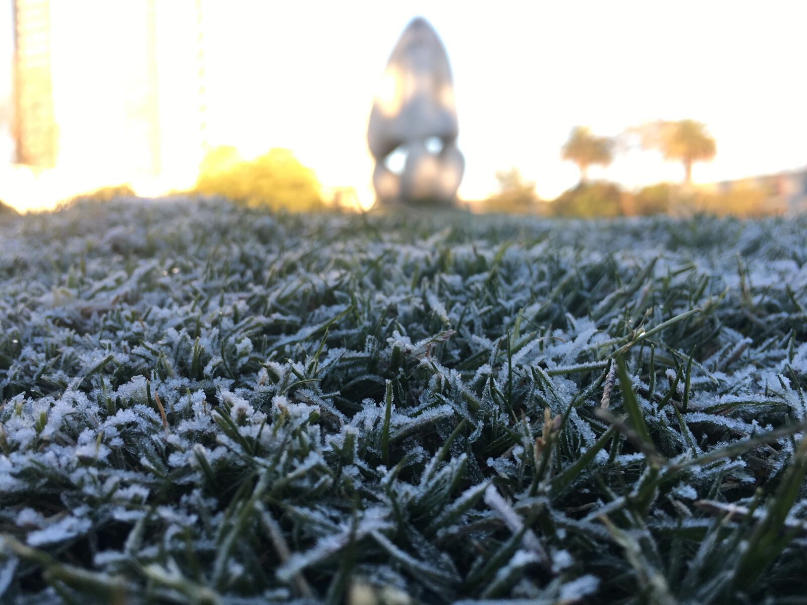 Apple iPhone 6s sample photo. Frozen, prado, nature photography