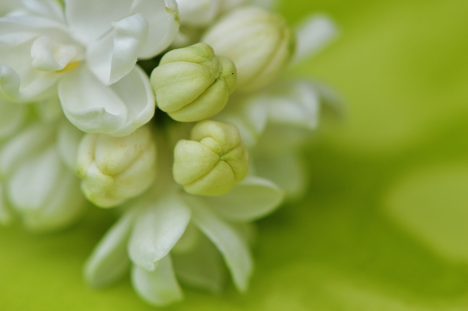Nikon D3200 sample photo. Lilac, white, plant photography