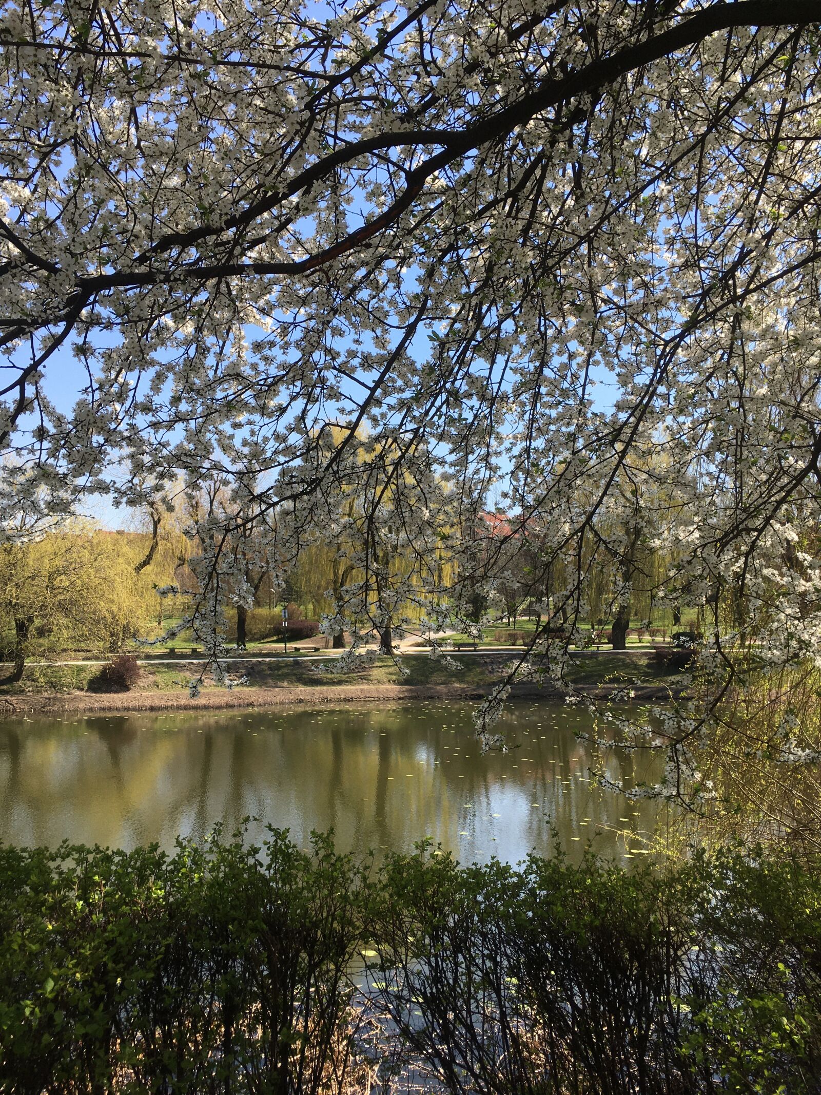 iPhone SE back camera 4.15mm f/2.2 sample photo. Pond, tree, water photography