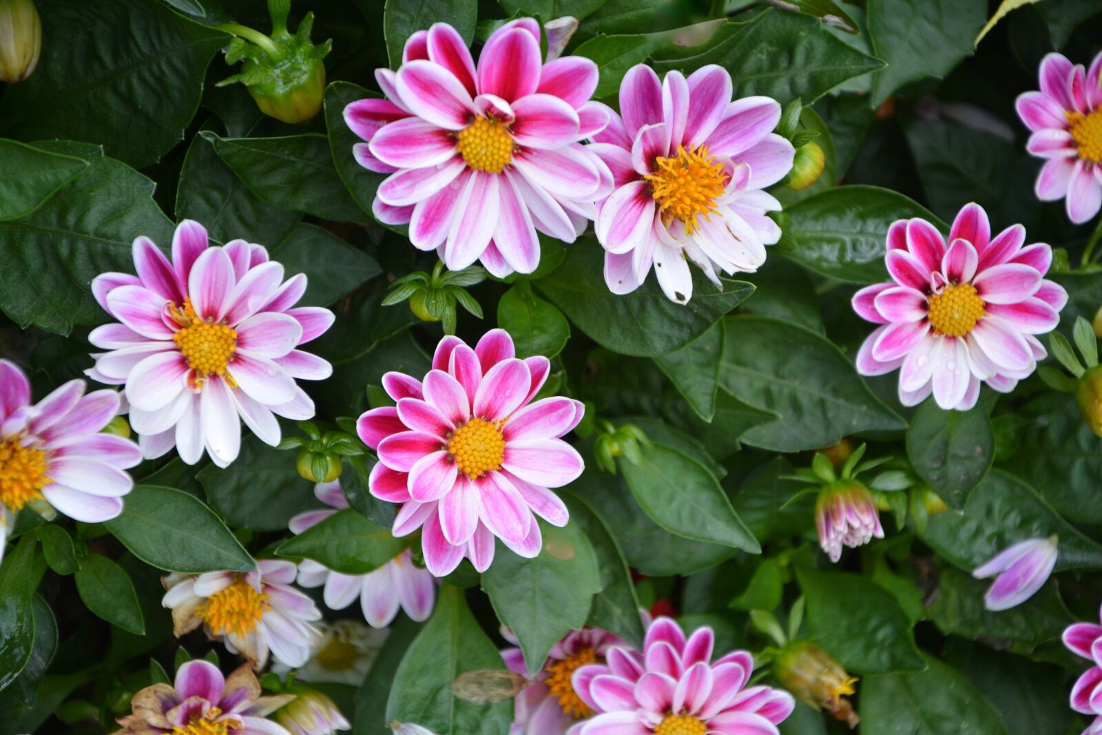 Nikon D5200 sample photo. Flowers, massive parterre, garden photography