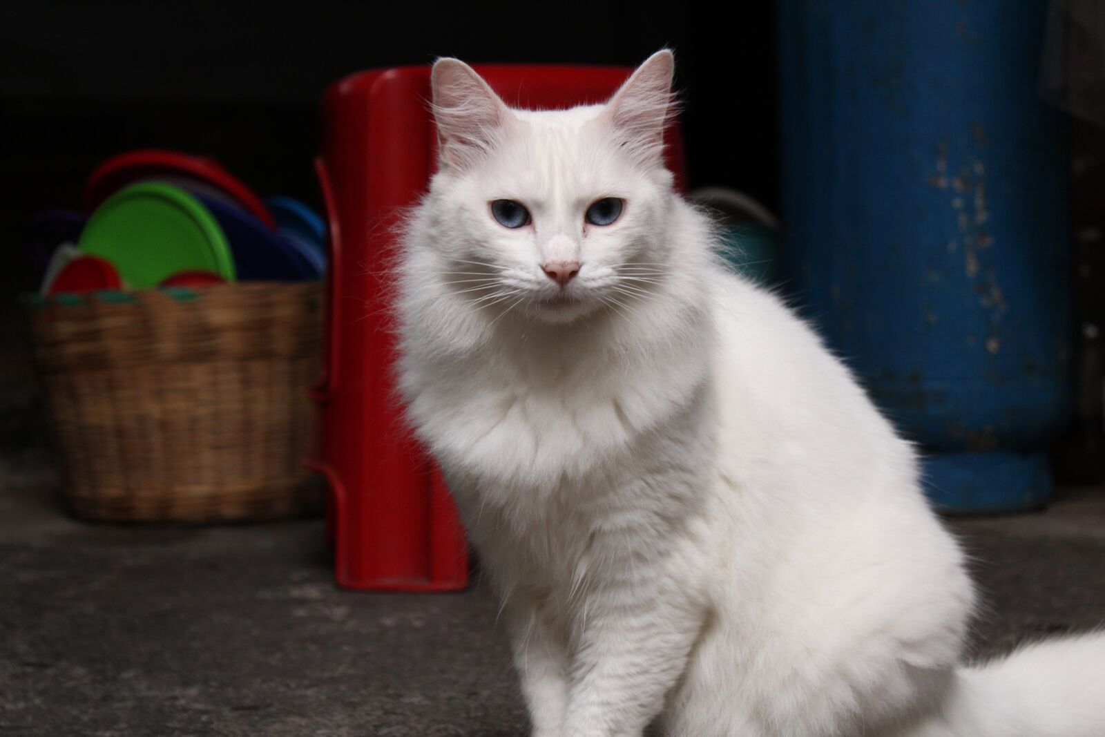 Canon EOS 1300D (EOS Rebel T6 / EOS Kiss X80) sample photo. Feline, cat, animals photography