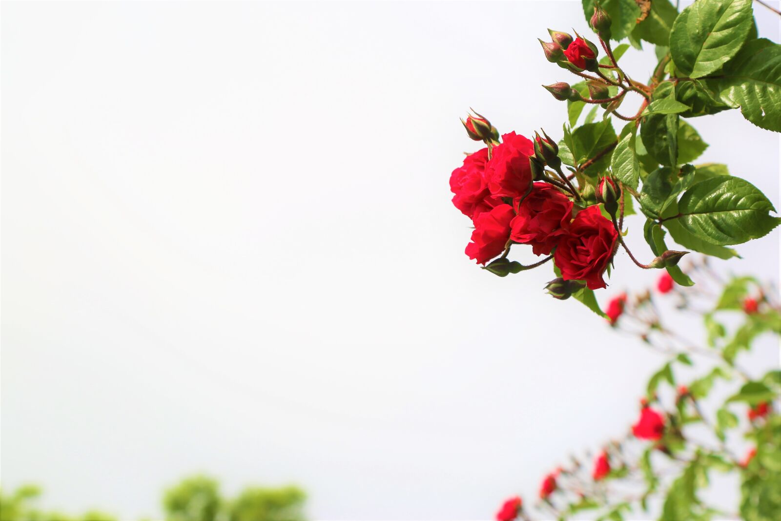 Canon EOS 5D Mark III sample photo. Rose, red, roses photography