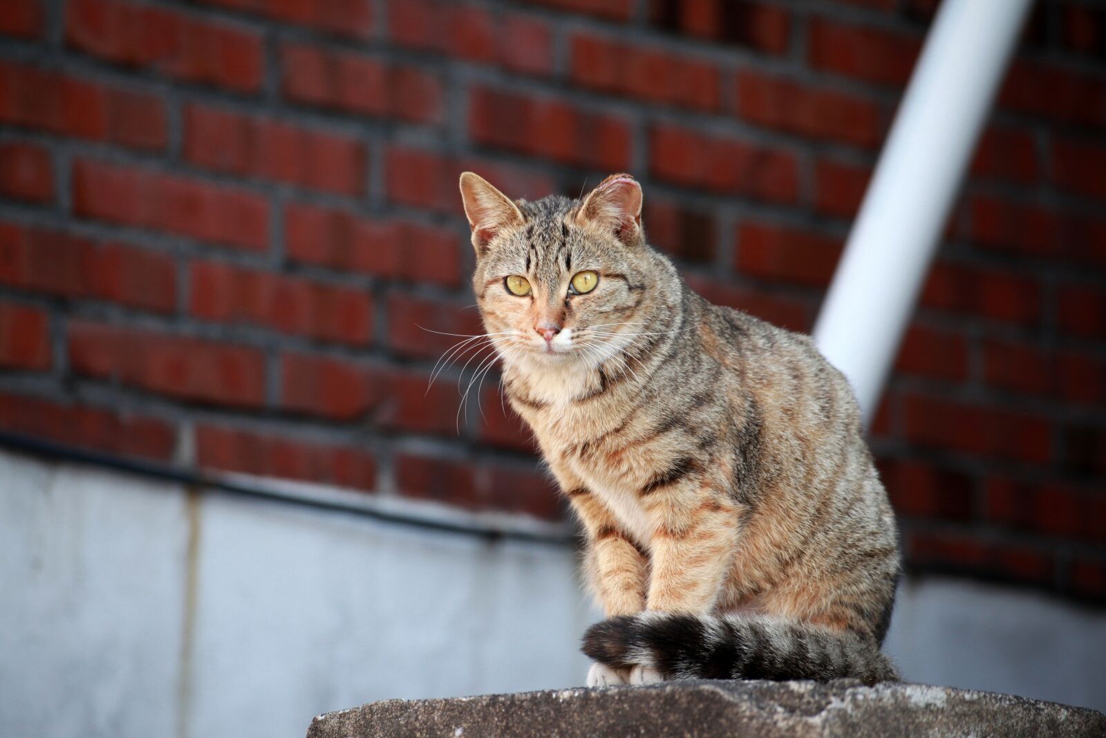 Canon EOS 5D Mark II sample photo. Cat, street cat, gilnyangyi photography