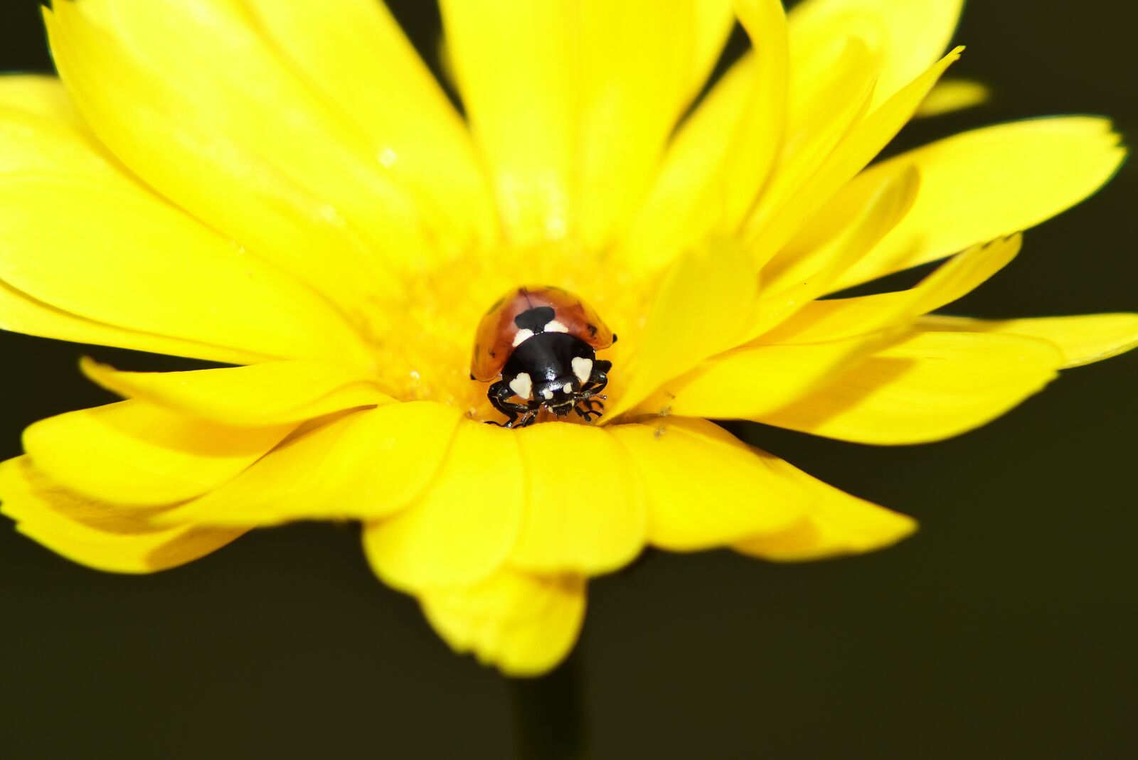 Panasonic Lumix DMC-FZ200 sample photo. Septempunctata, macro, insect photography