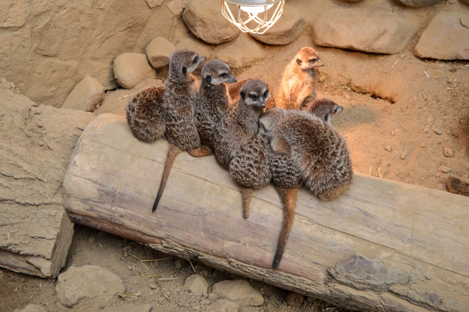 Nikon D3200 sample photo. Animal, africa, nature photography