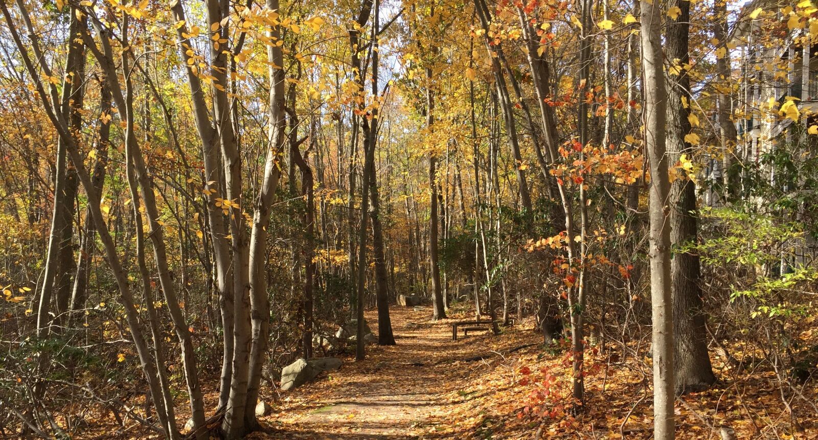 iPhone 6 Plus back camera 4.15mm f/2.2 sample photo. Woods, hiking, outdoors photography