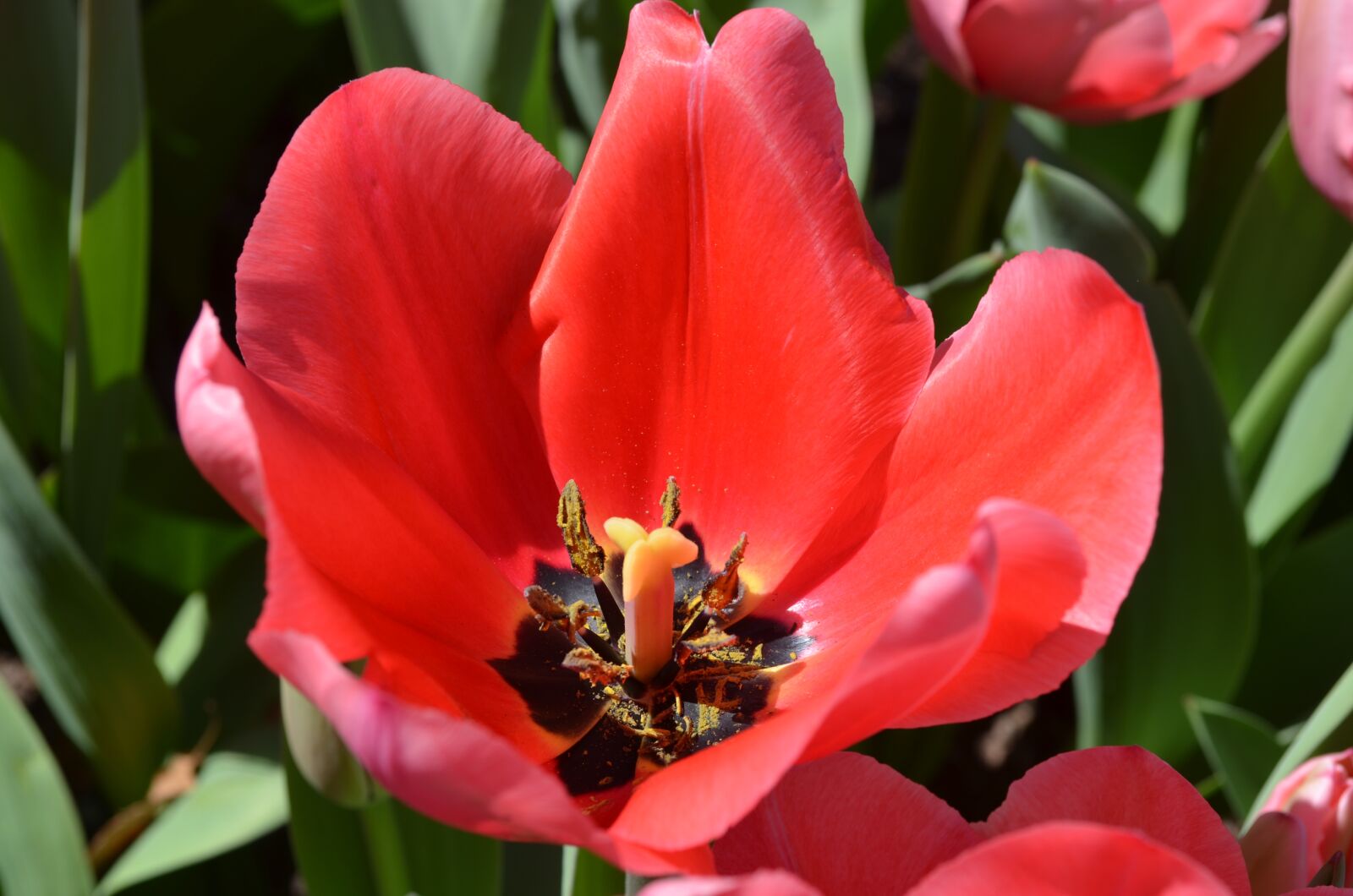 Nikon D5100 sample photo. Poppy, flower, spring photography