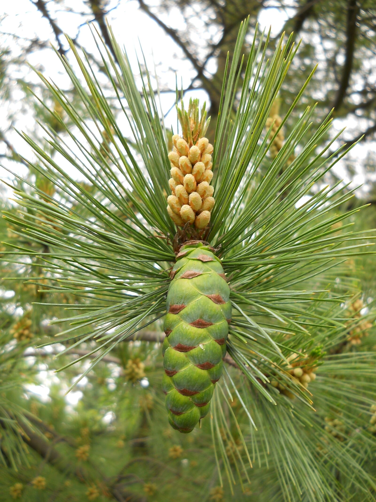 Nikon Coolpix L21 sample photo. Pine cone, nature, summer photography