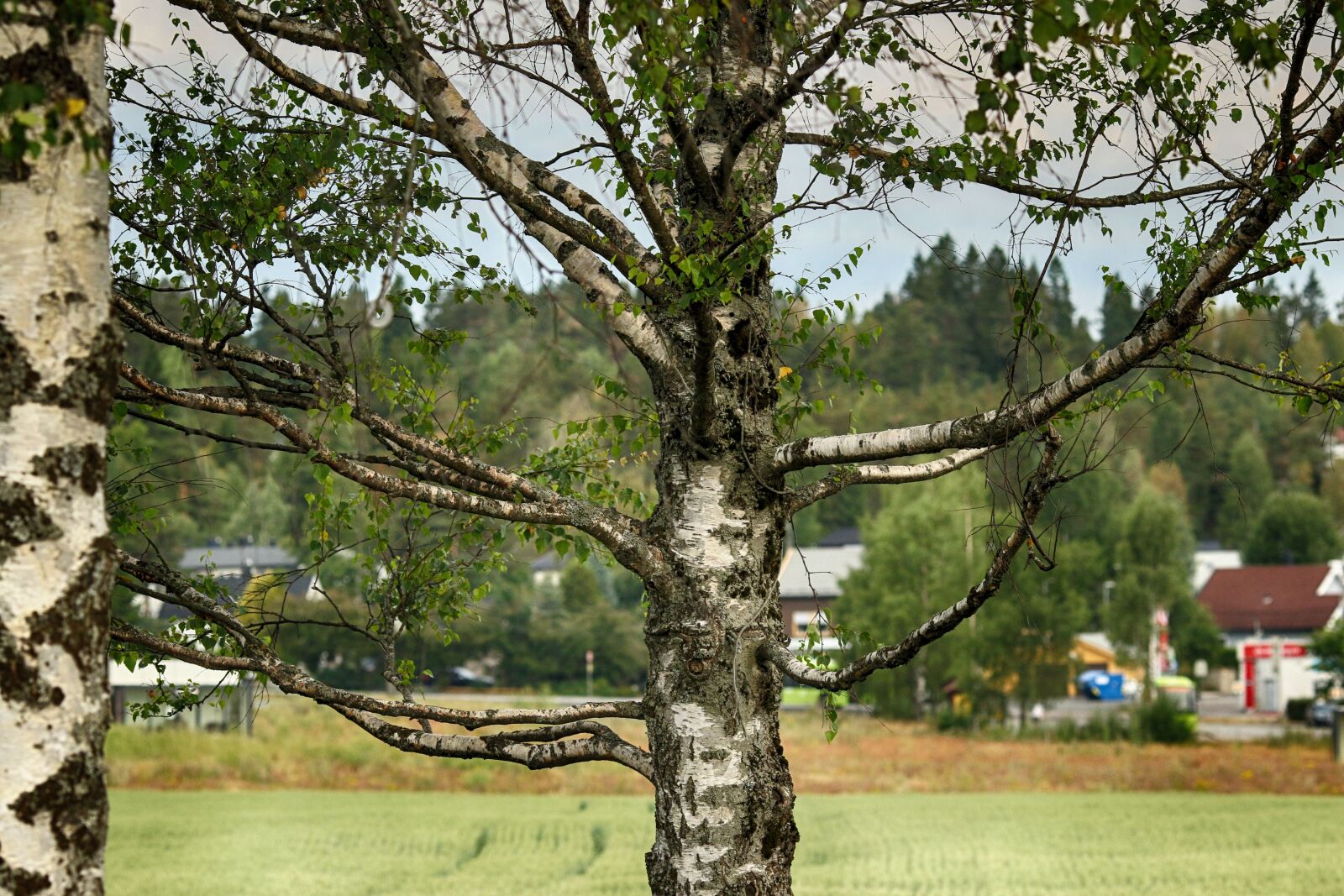 Canon EOS 7D Mark II sample photo. Landscape, tree, outdoors photography